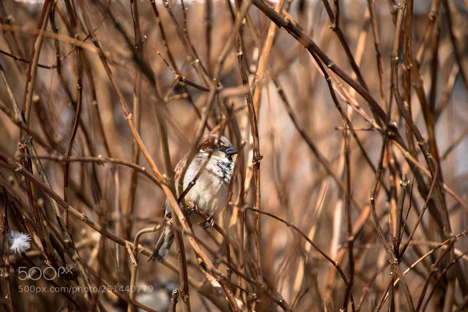 Canon EOS 5D Mark IV sample photo. Within the branches photography