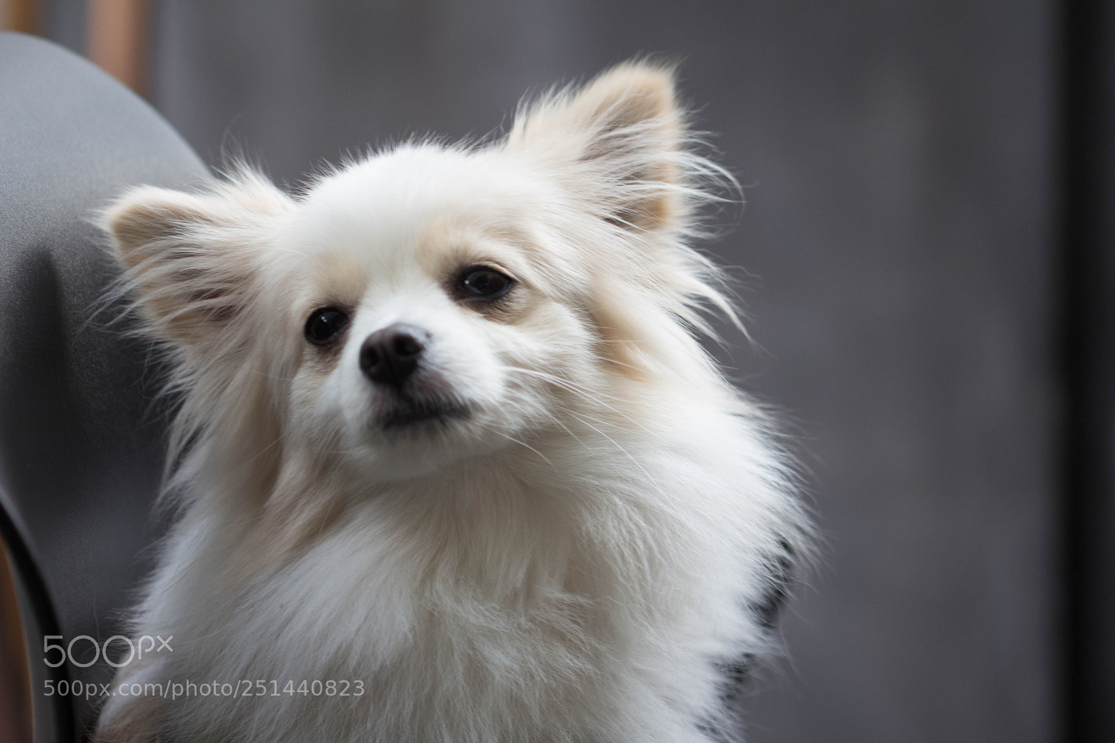 Canon EOS 700D (EOS Rebel T5i / EOS Kiss X7i) sample photo. A lovely&graceful dog photography