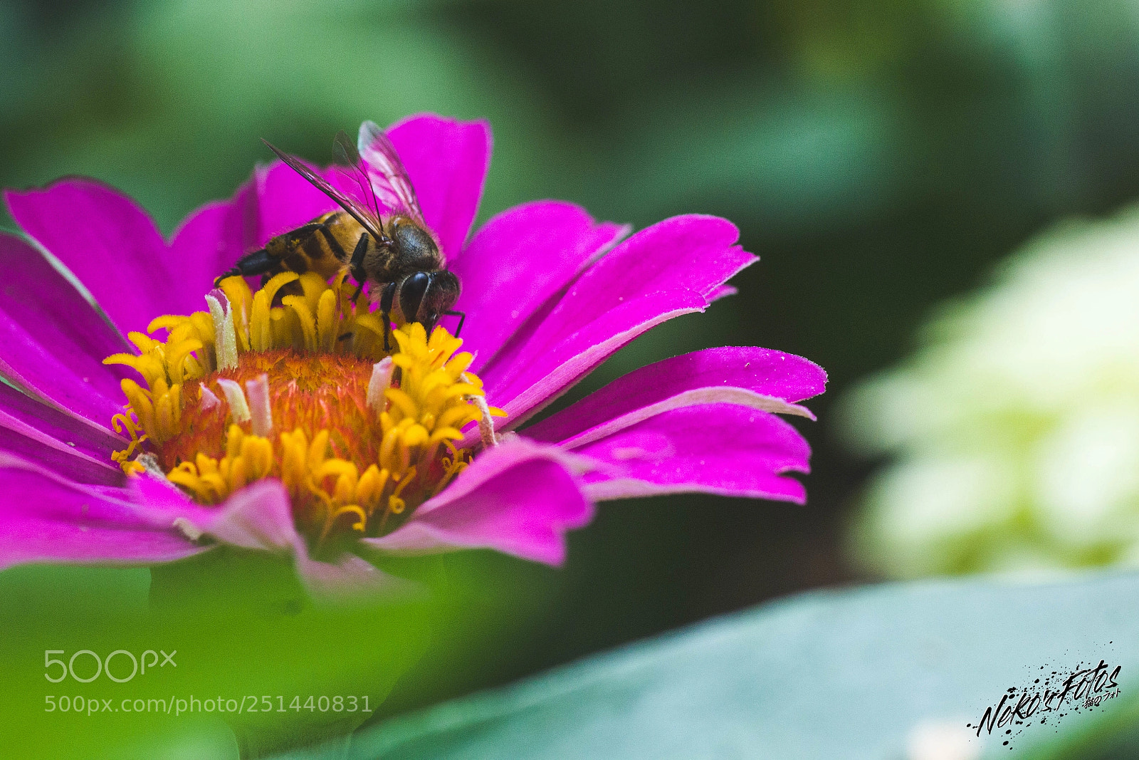 Canon EOS 60D sample photo. Buggy04 photography