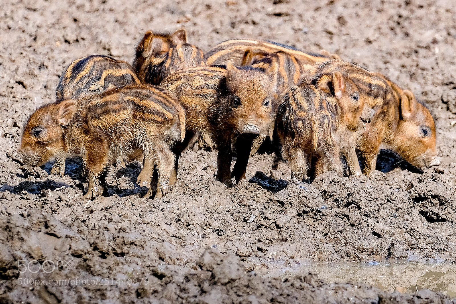 Fujifilm X-E3 sample photo. Little pigs... photography