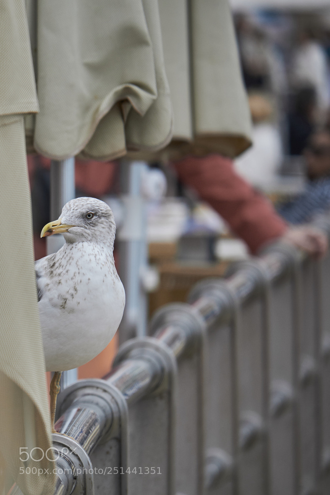 Fujifilm X-T20 sample photo. Whazzup? photography