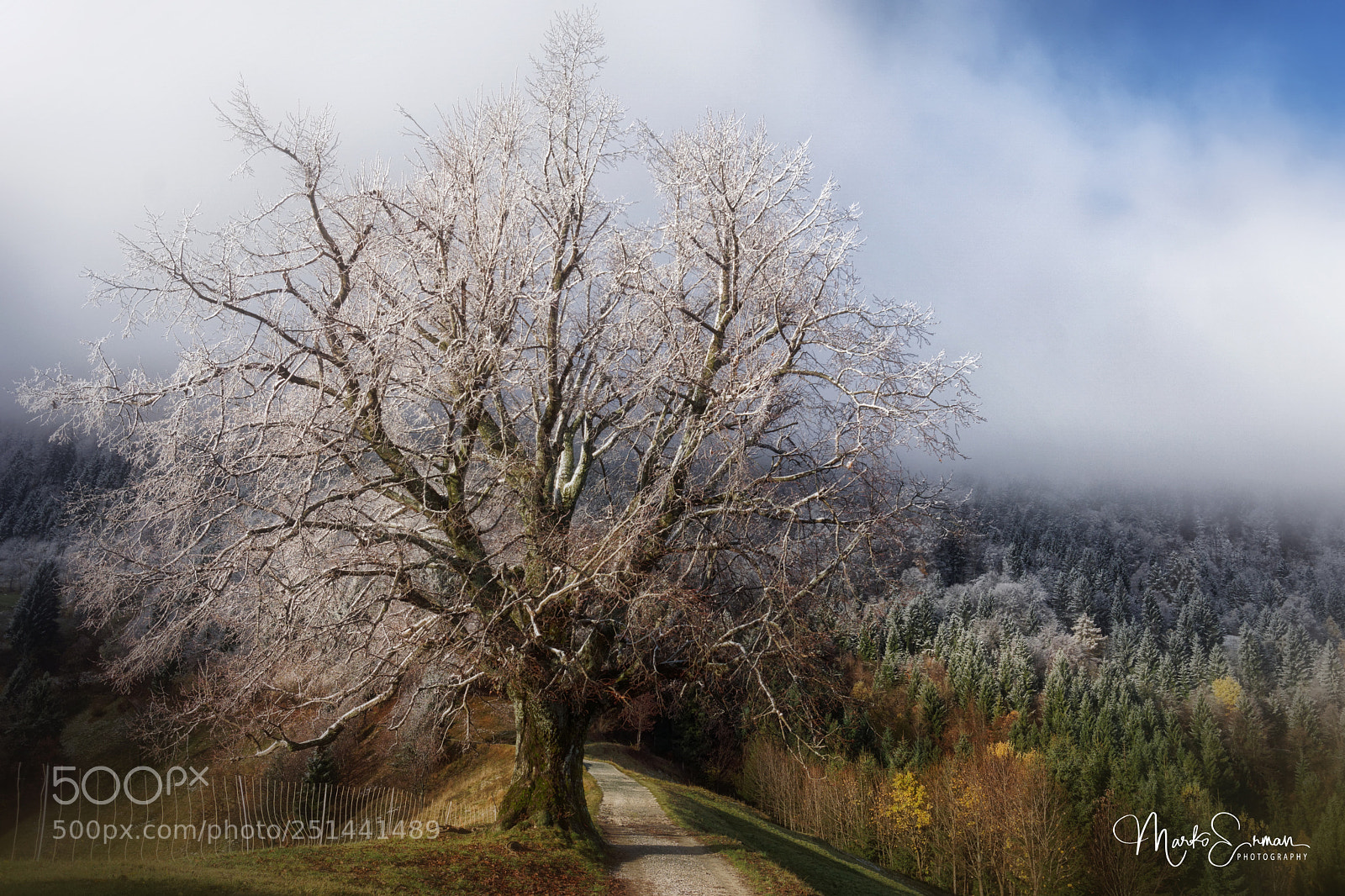 Sony a6000 sample photo. Winter fairy tale photography