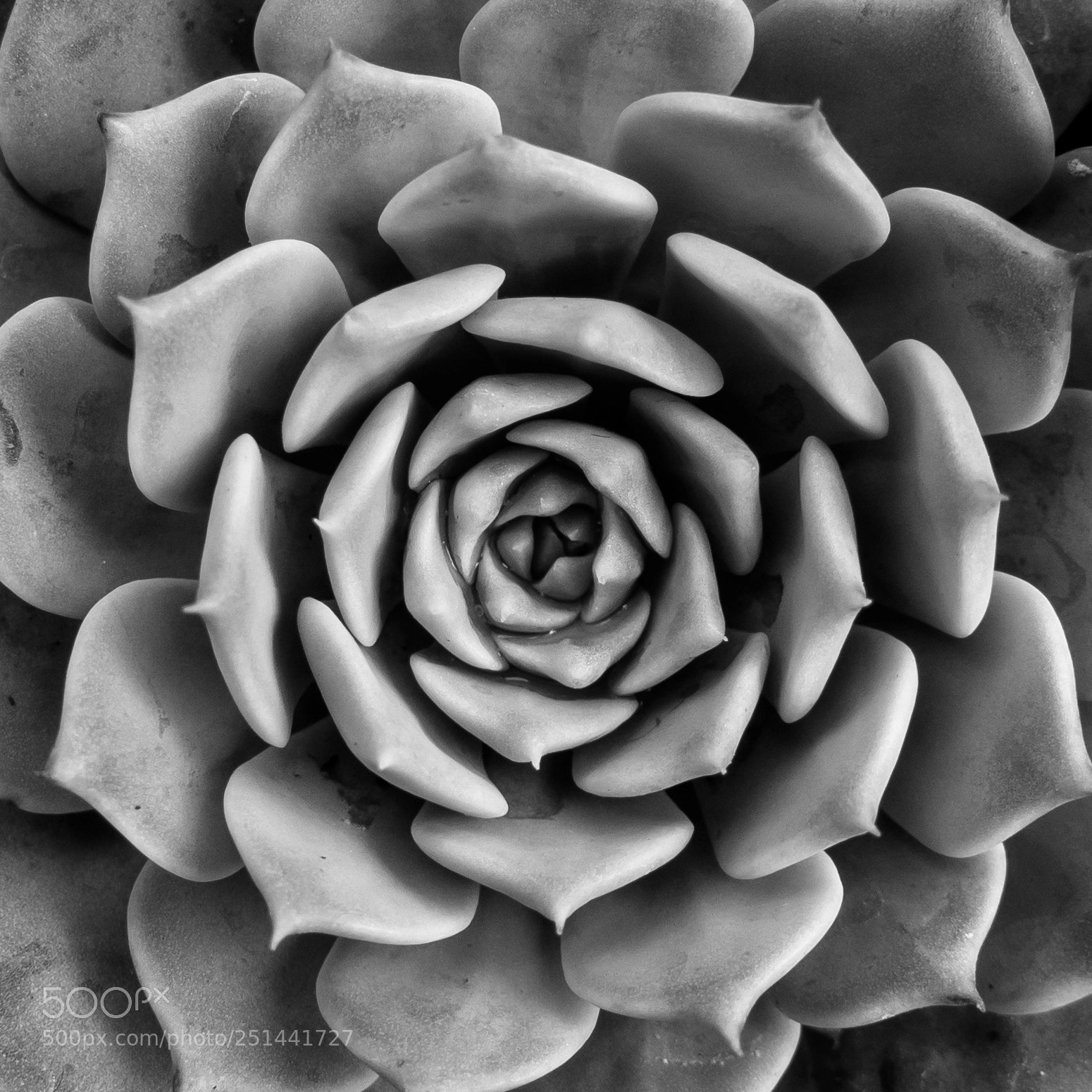 Sony DSC-RX100M5 sample photo. Succulent series 2 #9 photography
