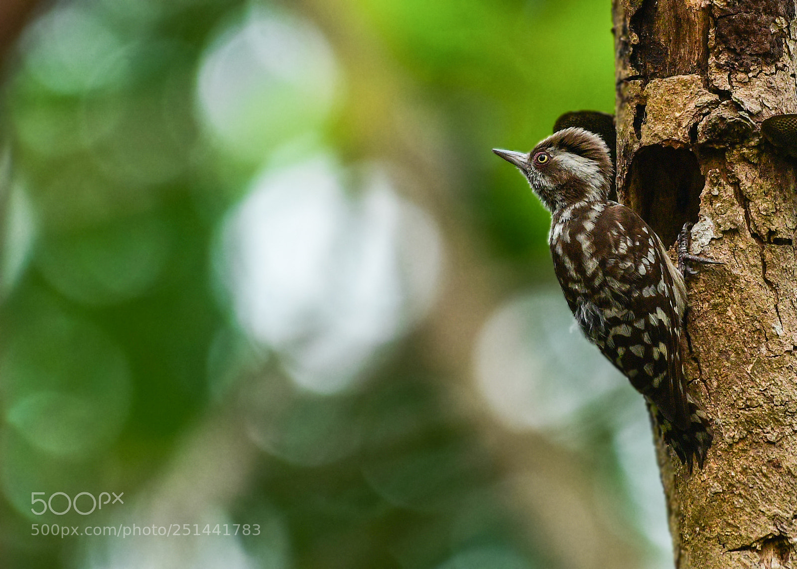 Nikon D500 sample photo. Brown-capped pygmy woodpecker photography