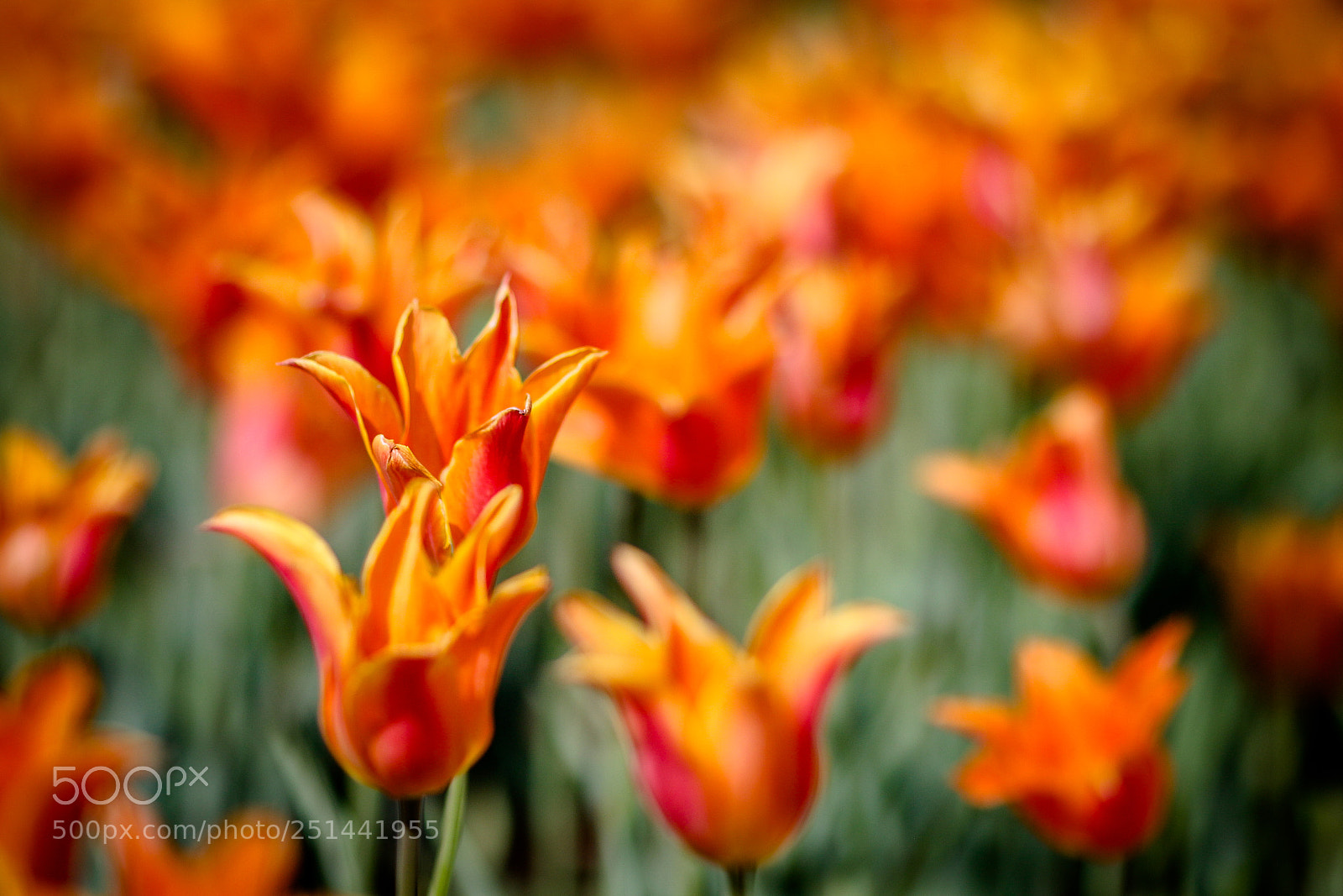 Canon EOS 70D sample photo. Pointed tulips photography