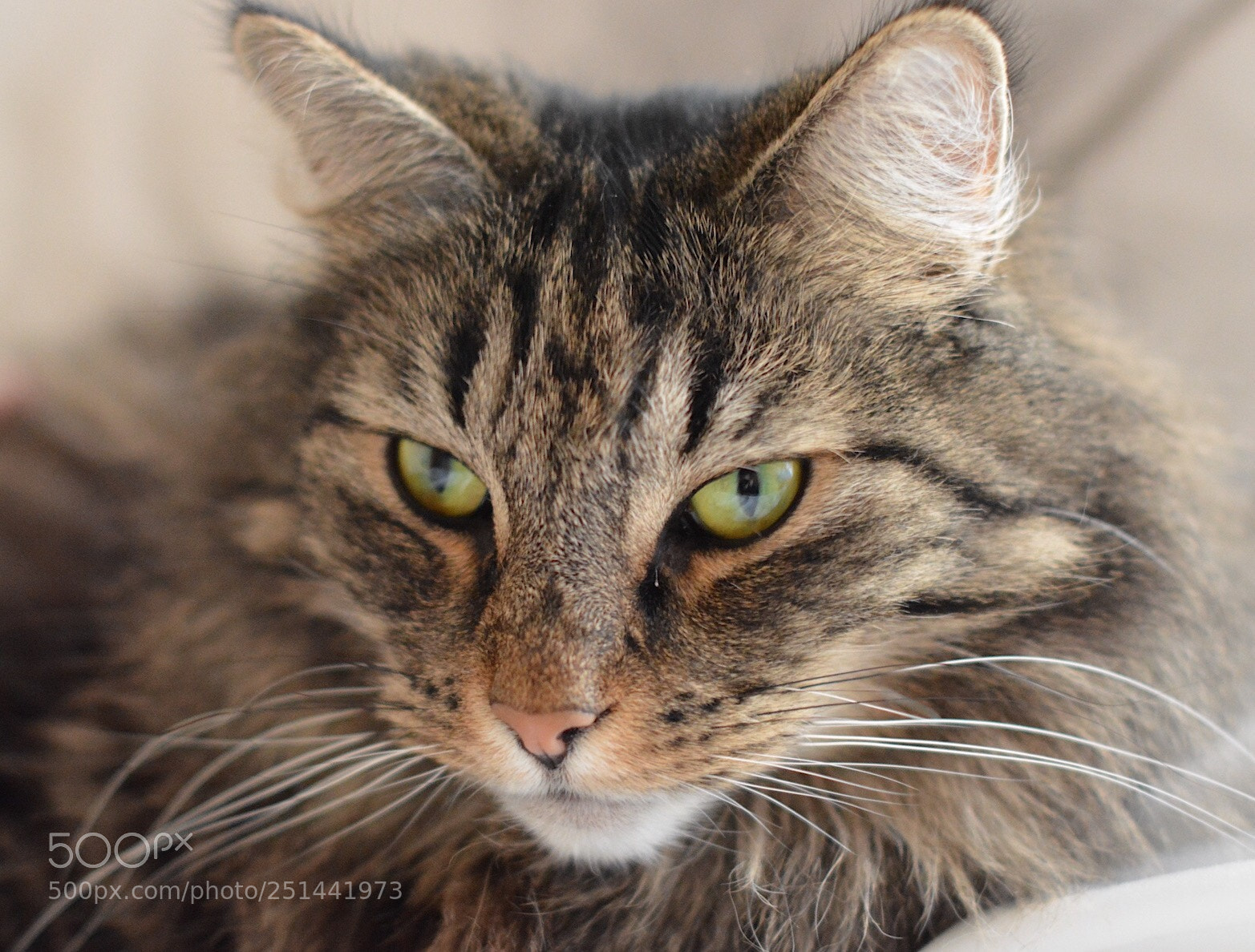 Nikon D5200 sample photo. Untitled photography