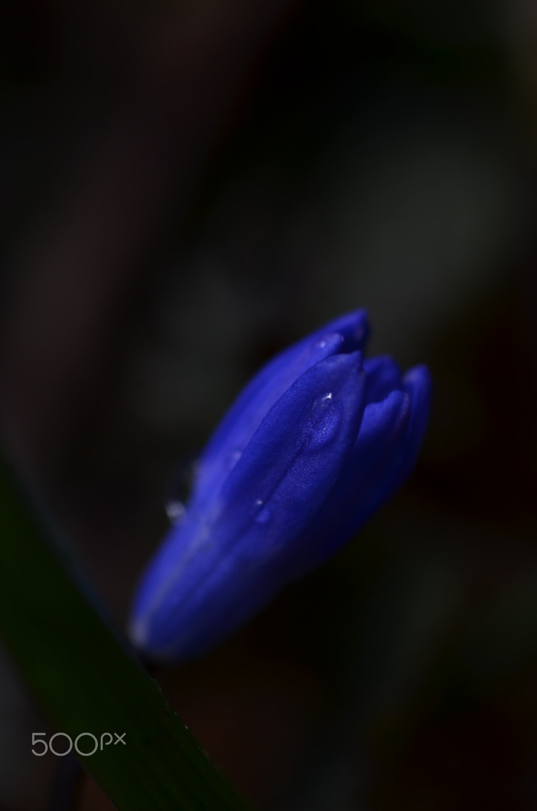 Sigma 105mm F2.8 EX DG Macro sample photo. Fidelity photography