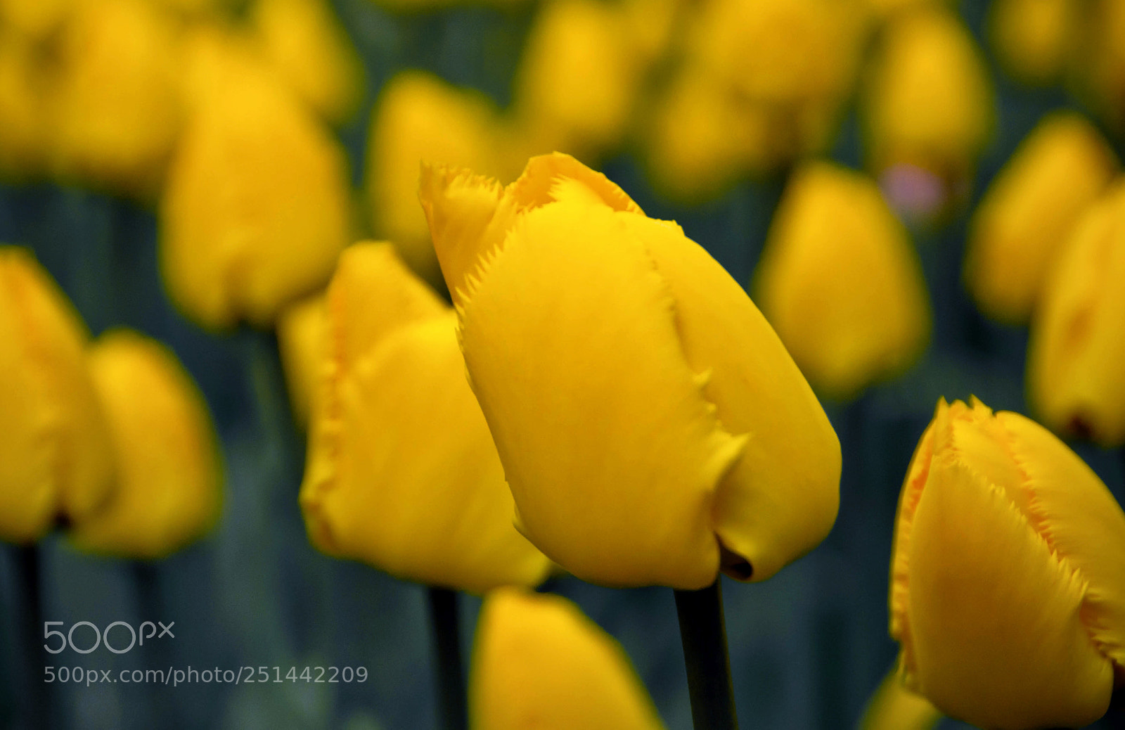 Nikon D3100 sample photo. Garden photography