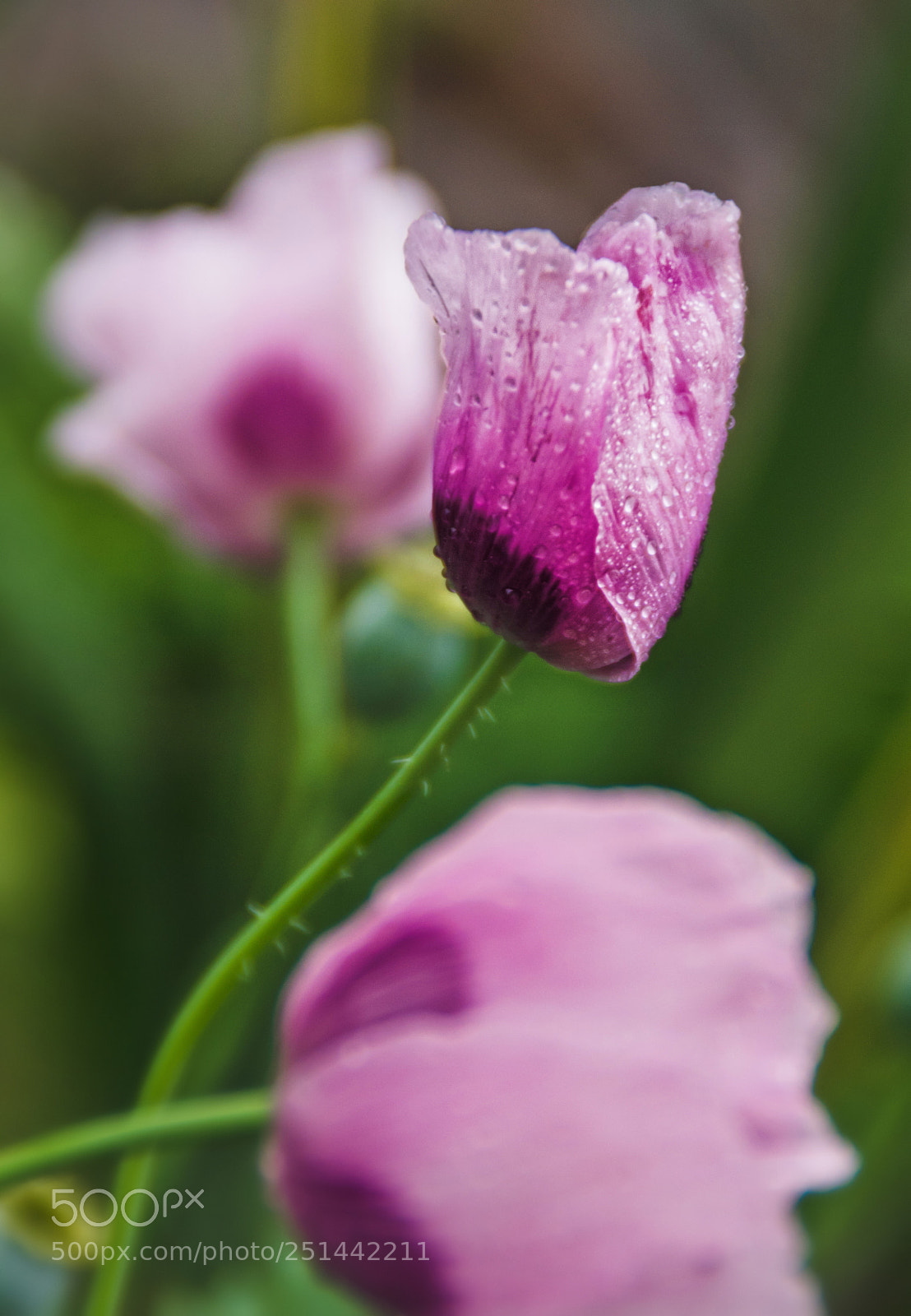 Nikon D3100 sample photo. Garden photography