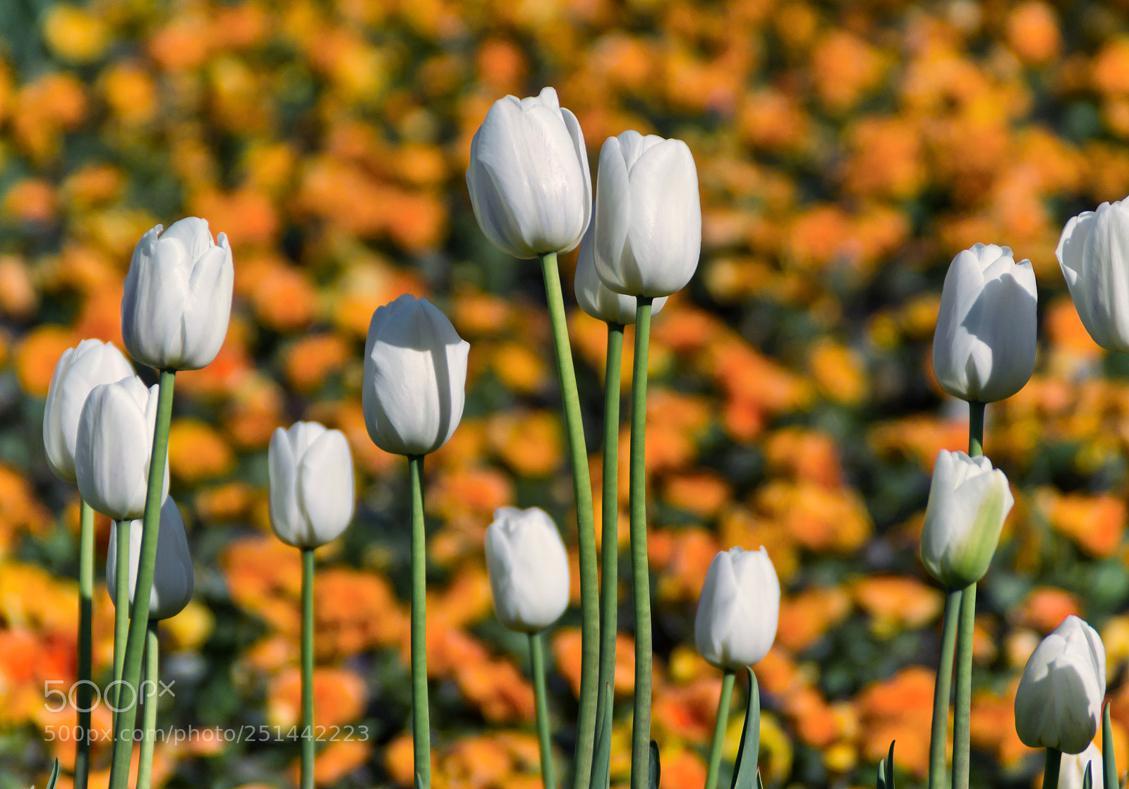 Nikon D3100 sample photo. Garden photography