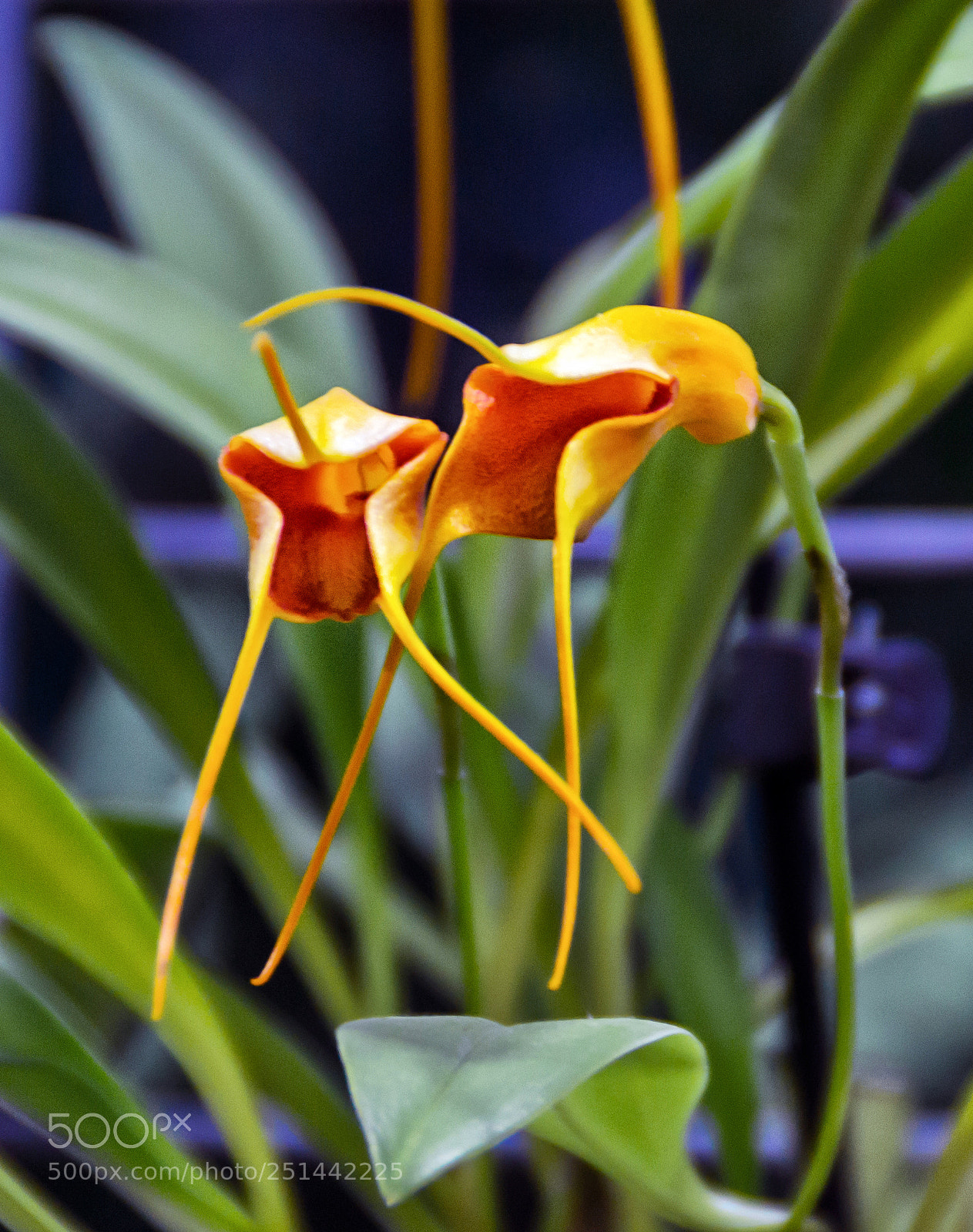 Nikon D3100 sample photo. Garden photography