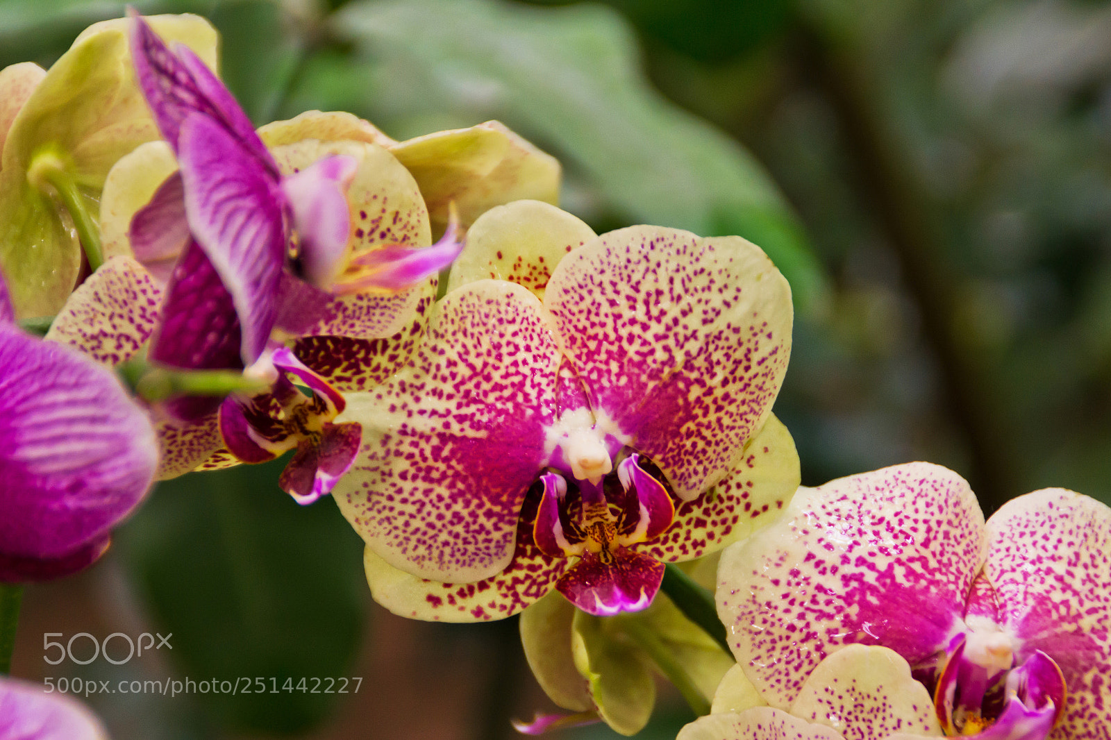 Nikon D3100 sample photo. Garden photography
