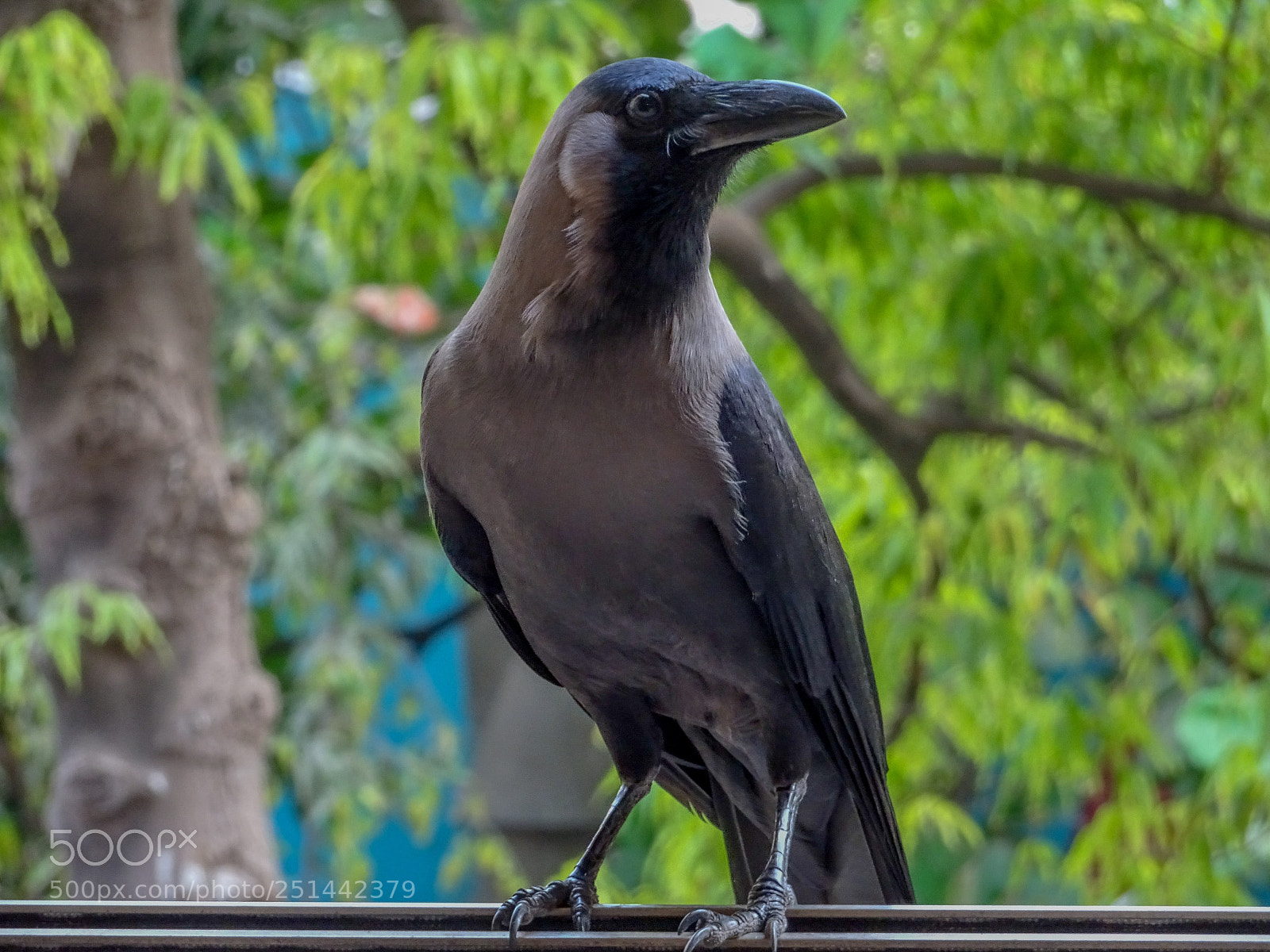 Sony Cyber-shot DSC-HX90V sample photo. House crow photography