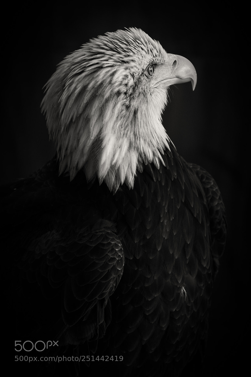 Fujifilm X-T2 sample photo. Eagle photography