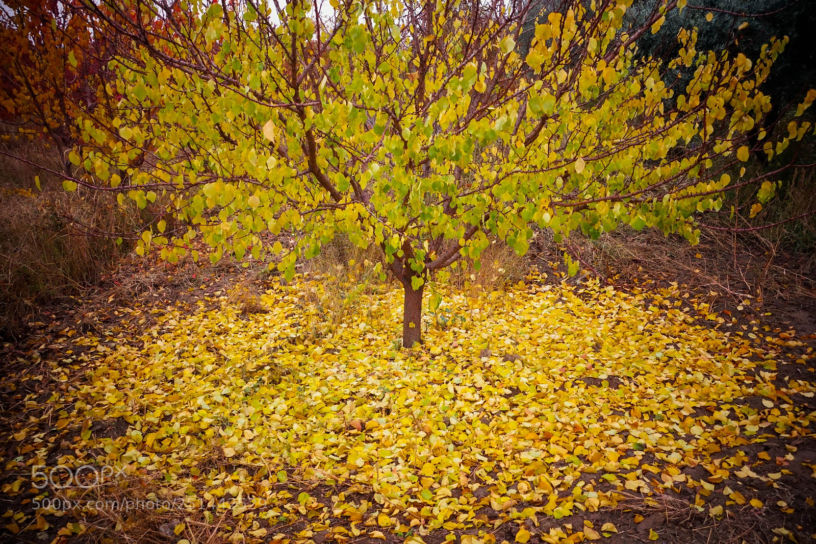 Sony Cyber-shot DSC-RX100 IV sample photo. Impossible fall photography