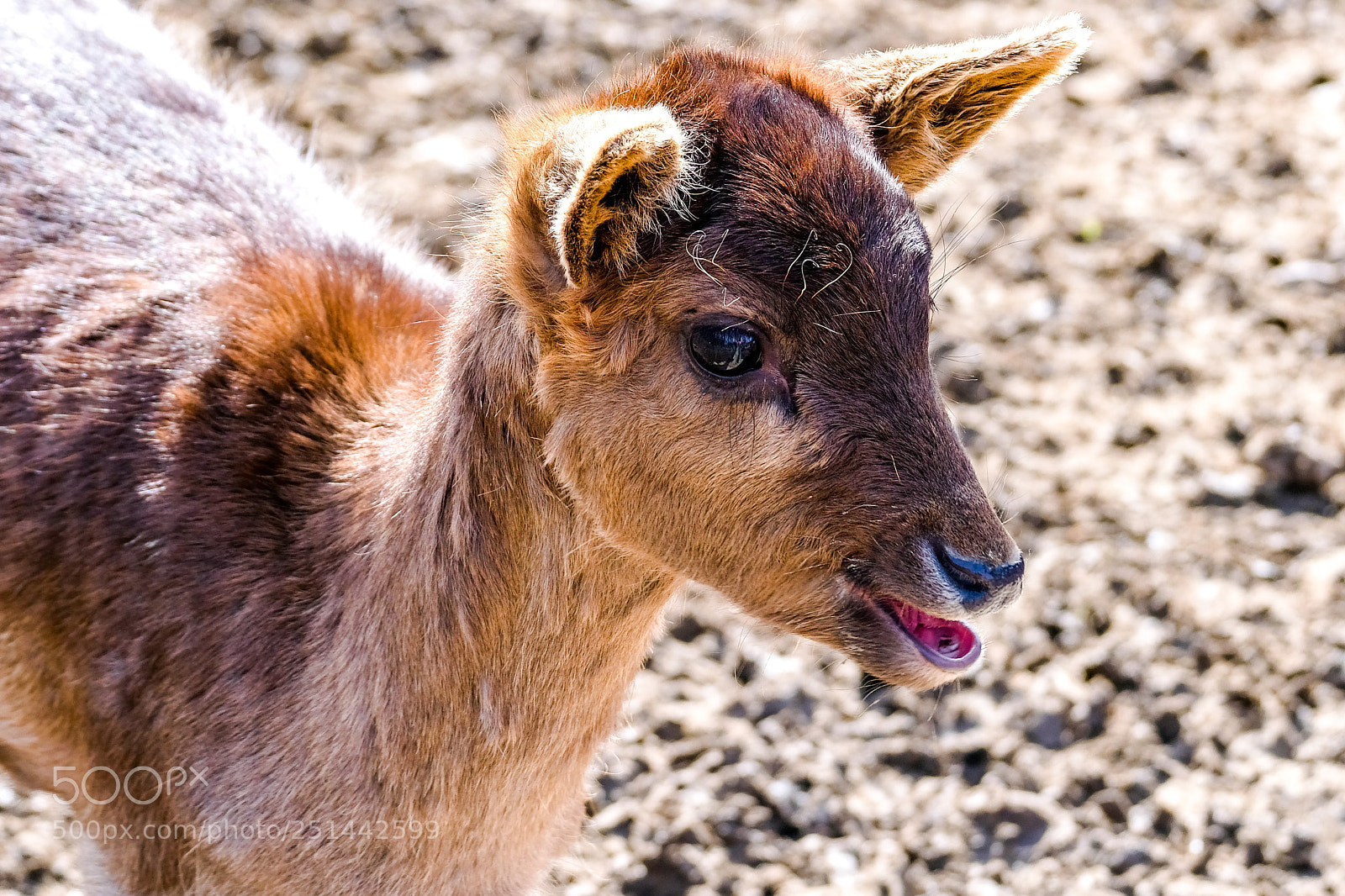 Fujifilm X-E3 sample photo. Fawn photography