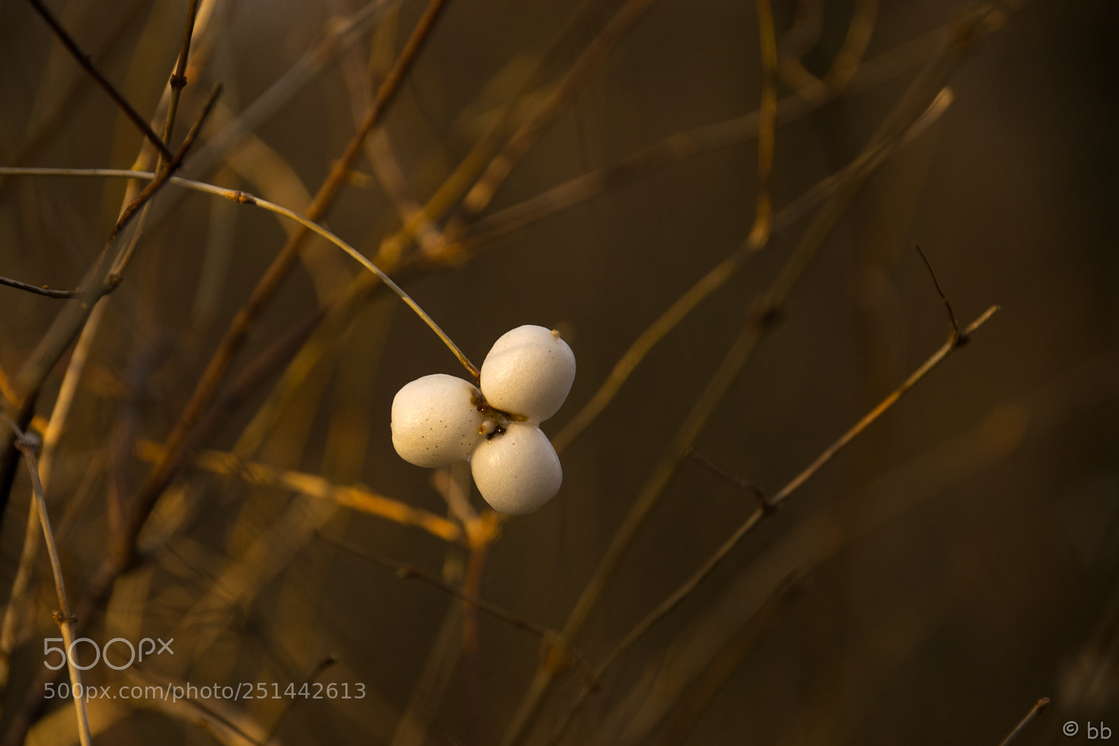 Nikon D3300 sample photo. Snowberries photography