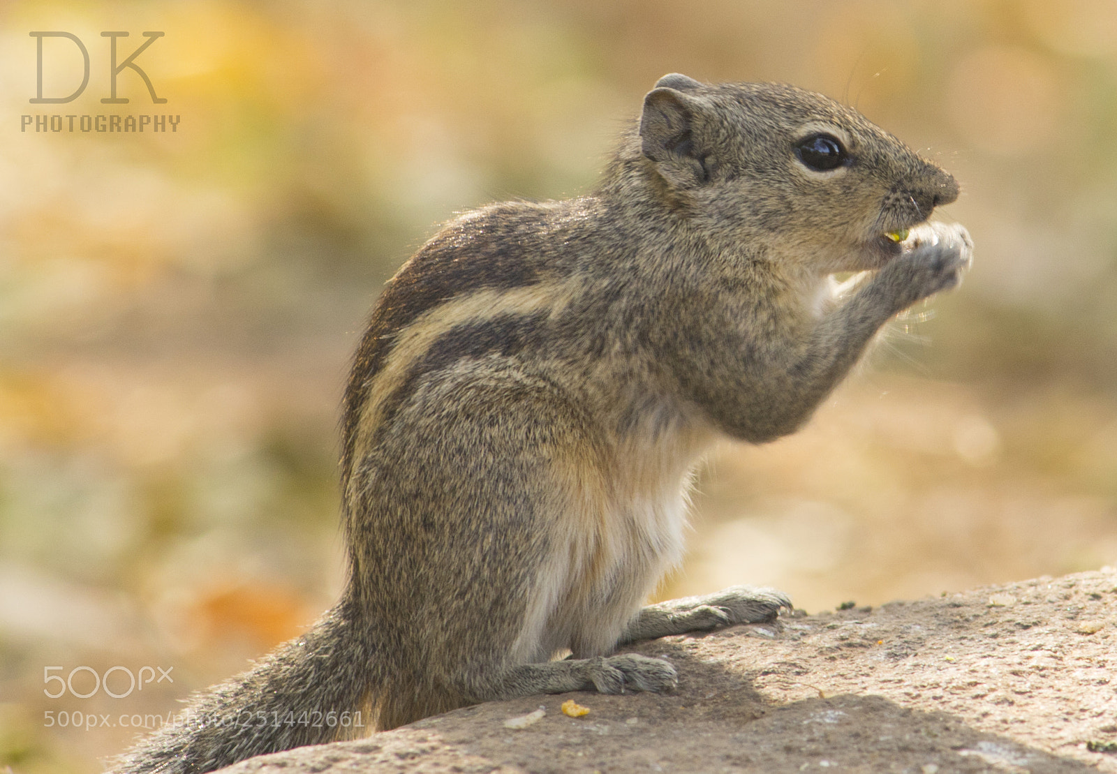 Canon EOS 750D (EOS Rebel T6i / EOS Kiss X8i) sample photo. Tree squirrel photography