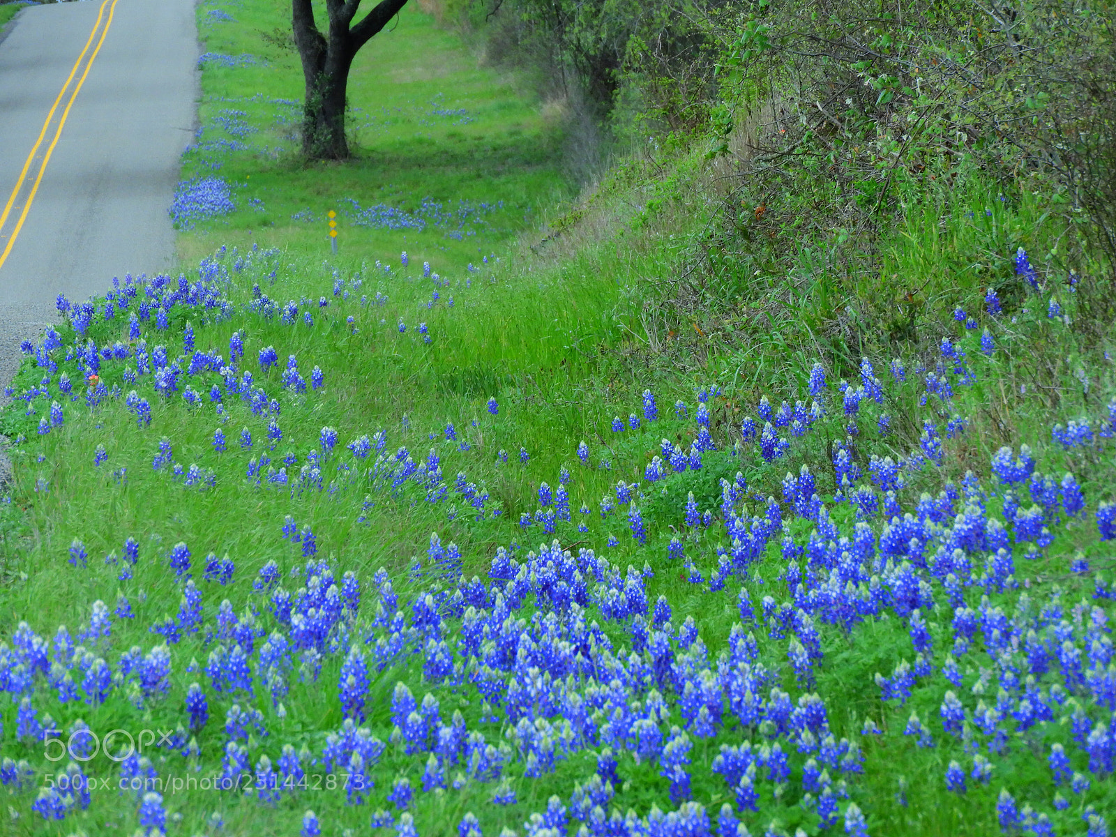 Nikon Coolpix B700 sample photo. Roadside wildflowers  photography