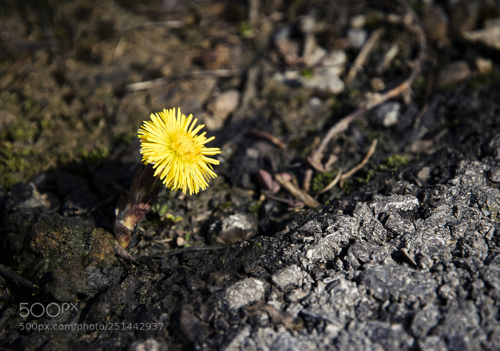 Nikon D5500 sample photo. Yellow flower coltsfoot photography