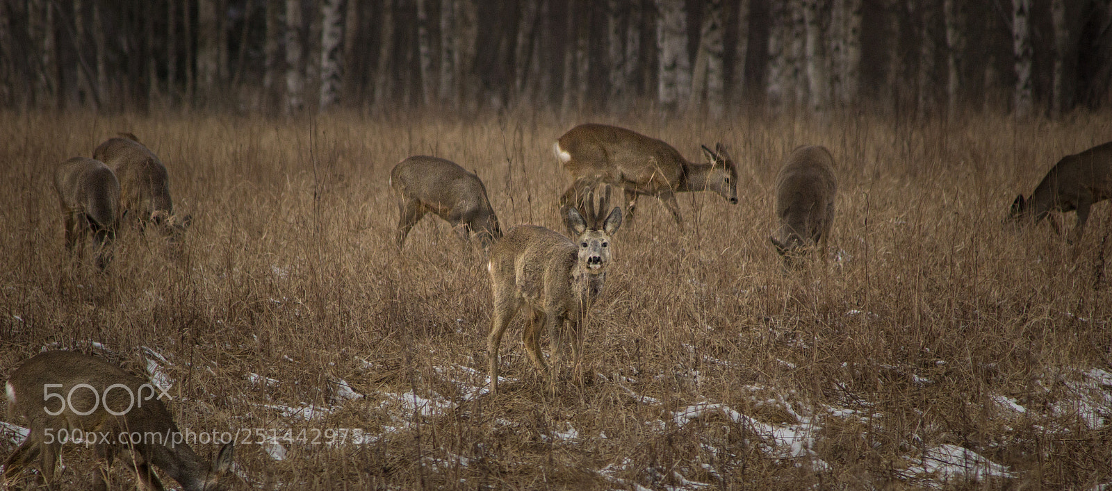 Canon EOS 600D (Rebel EOS T3i / EOS Kiss X5) sample photo. Roe deer easter photography