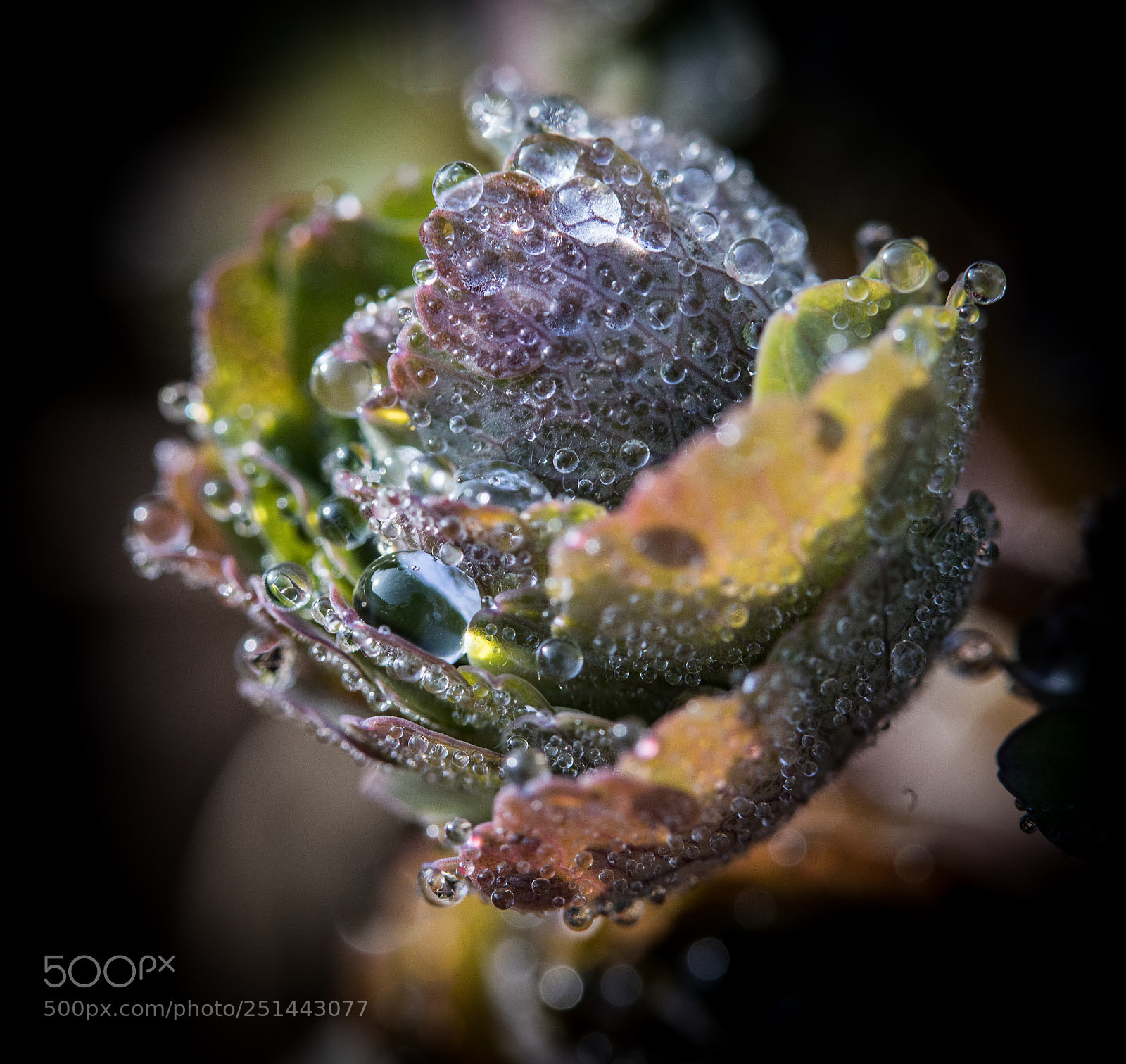 Canon EOS 5D Mark IV sample photo. Macro - fleurs givr photography