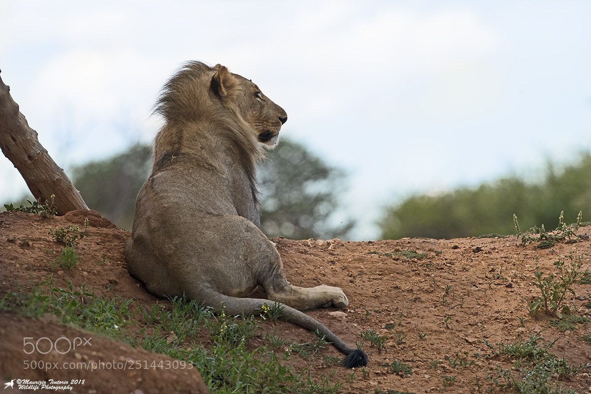 Nikon D5 sample photo. Leone panthera leo photography