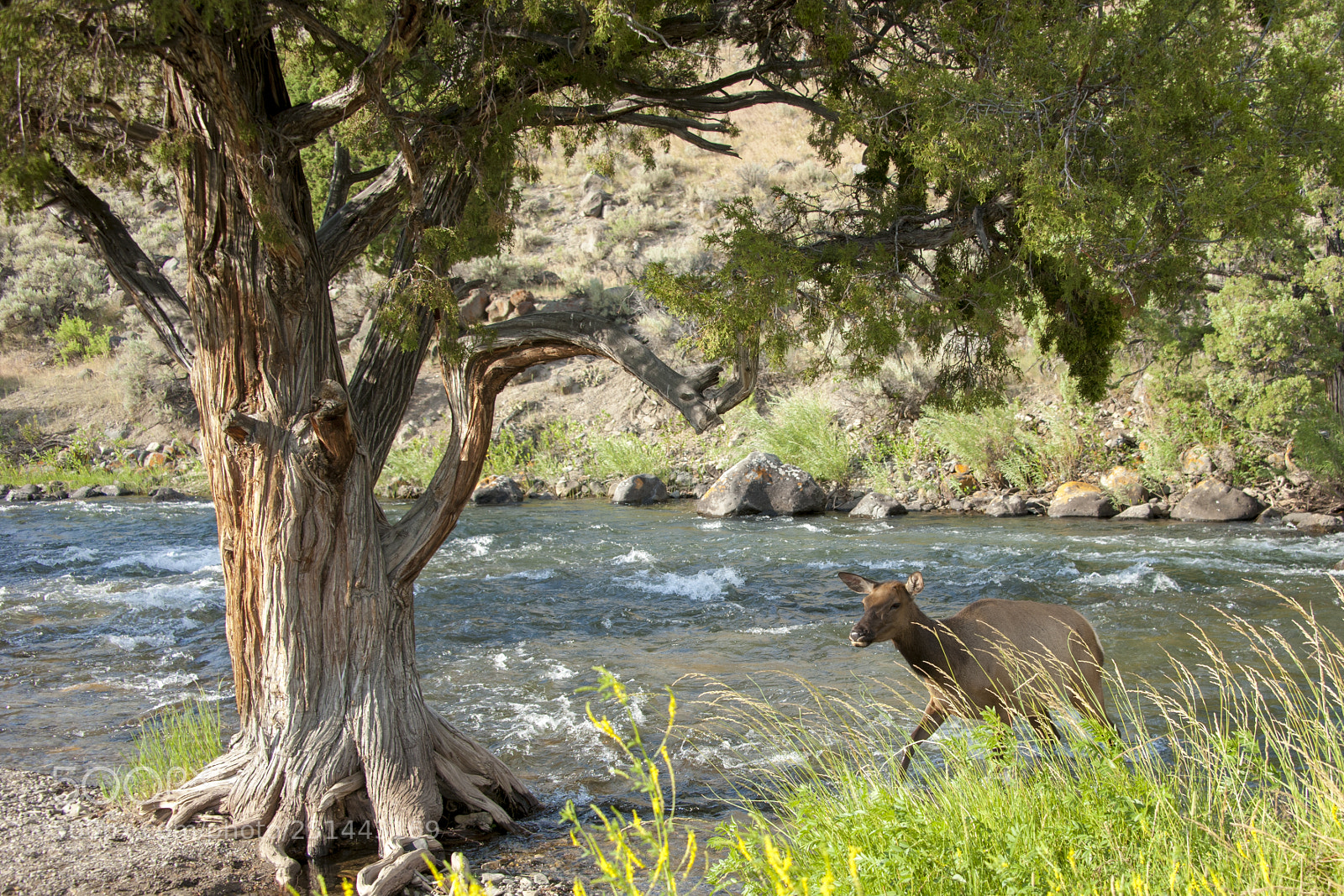 Nikon D700 sample photo. Deer at gardner river photography