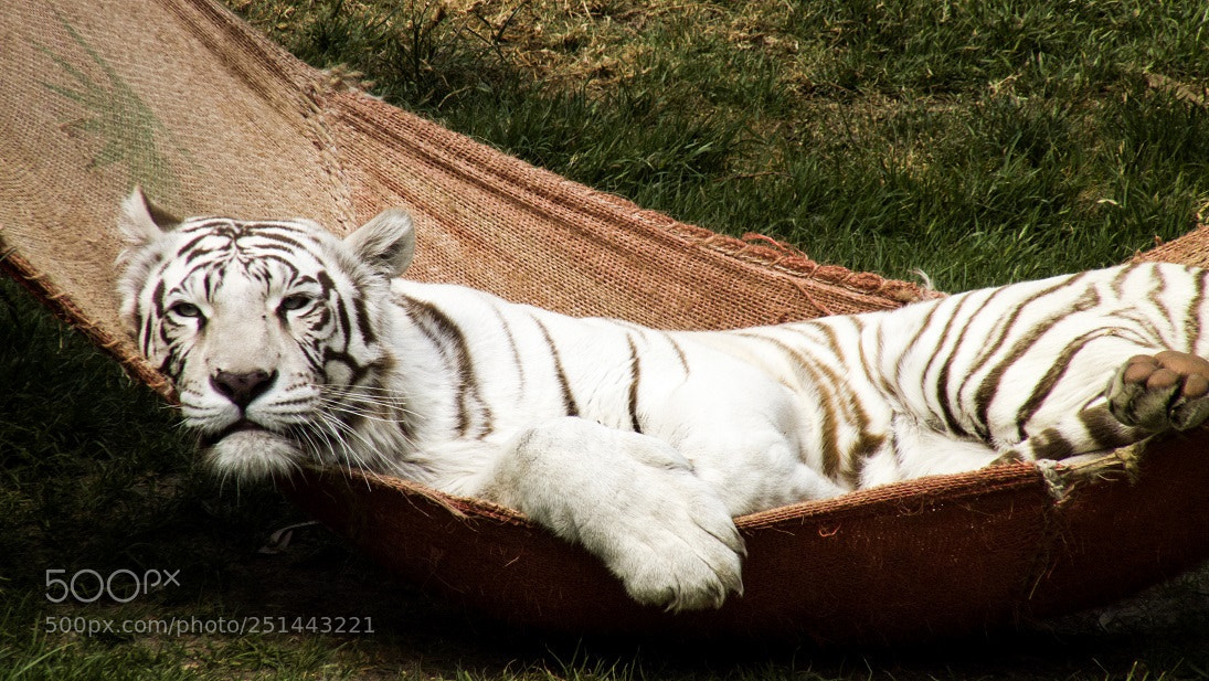 Panasonic Lumix DMC-FZ28 sample photo. El tiger photography