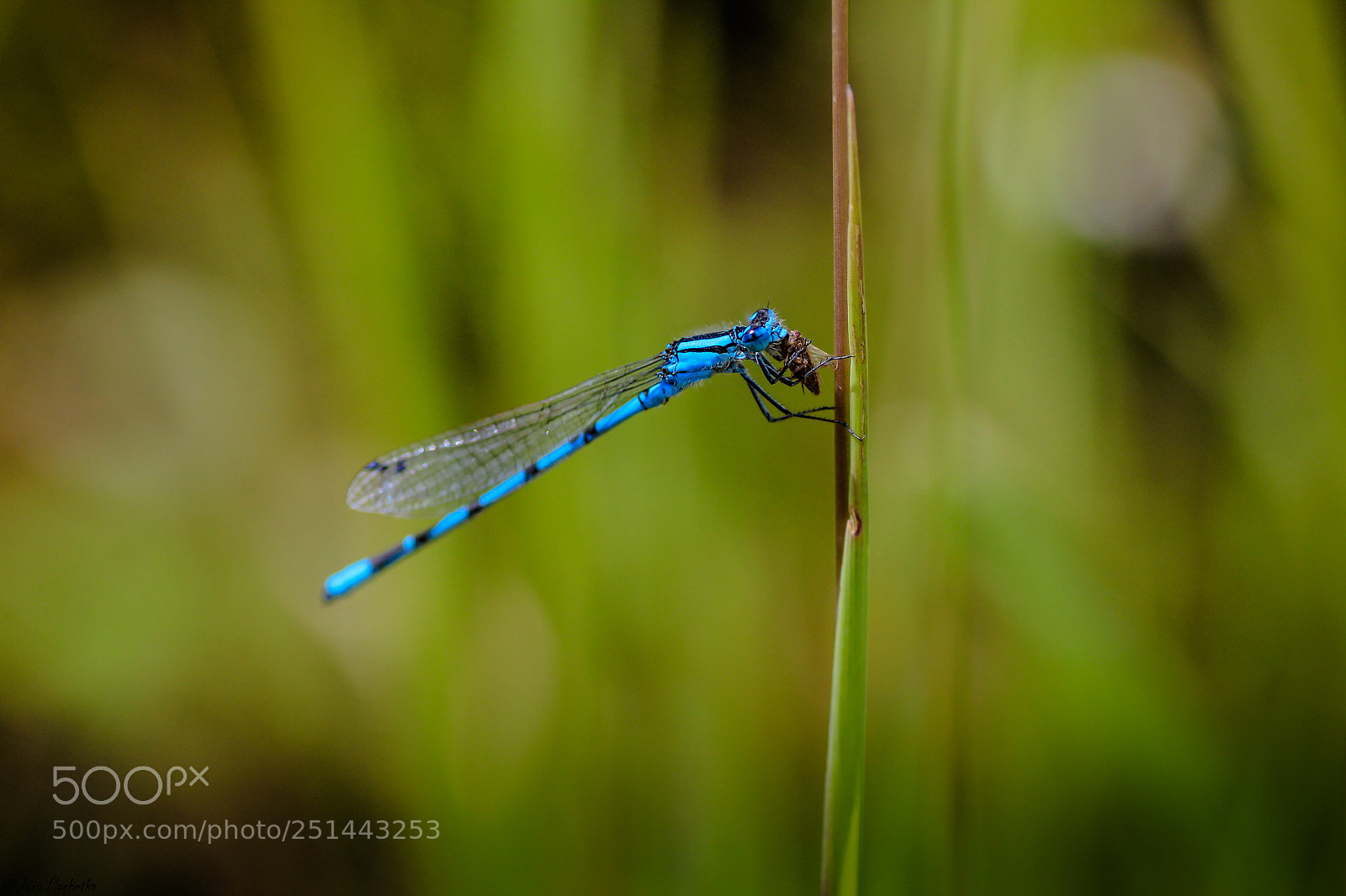 Canon EOS 60D sample photo. Libelle photography