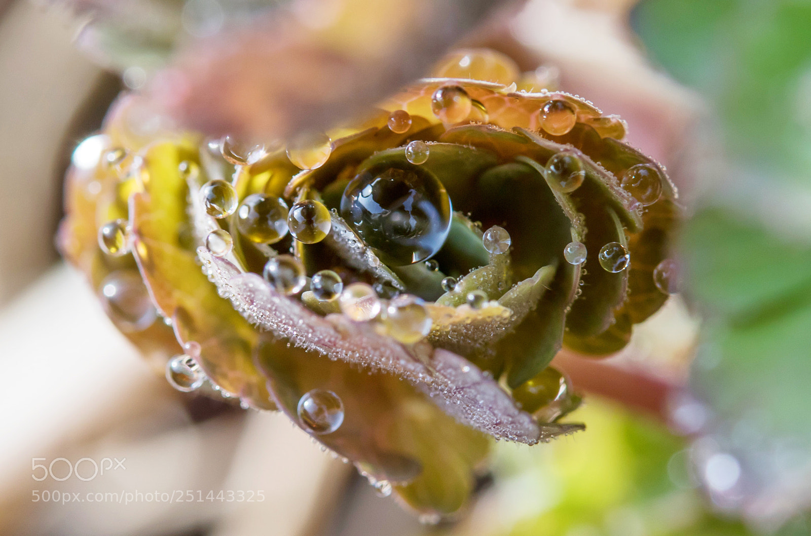 Canon EOS 5D Mark IV sample photo. Macro - fleurs givr photography