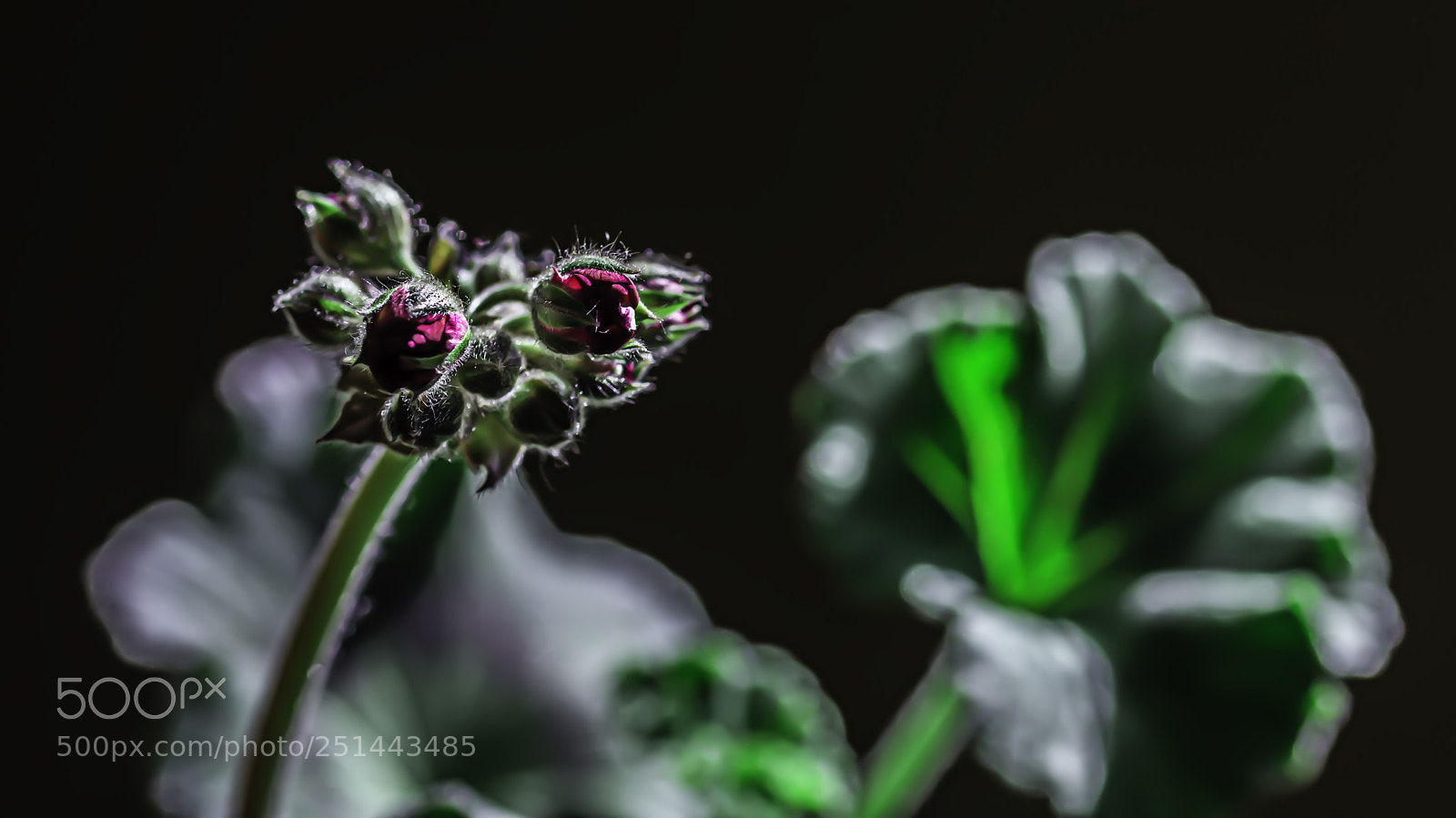 Nikon D7100 sample photo. Flower photography