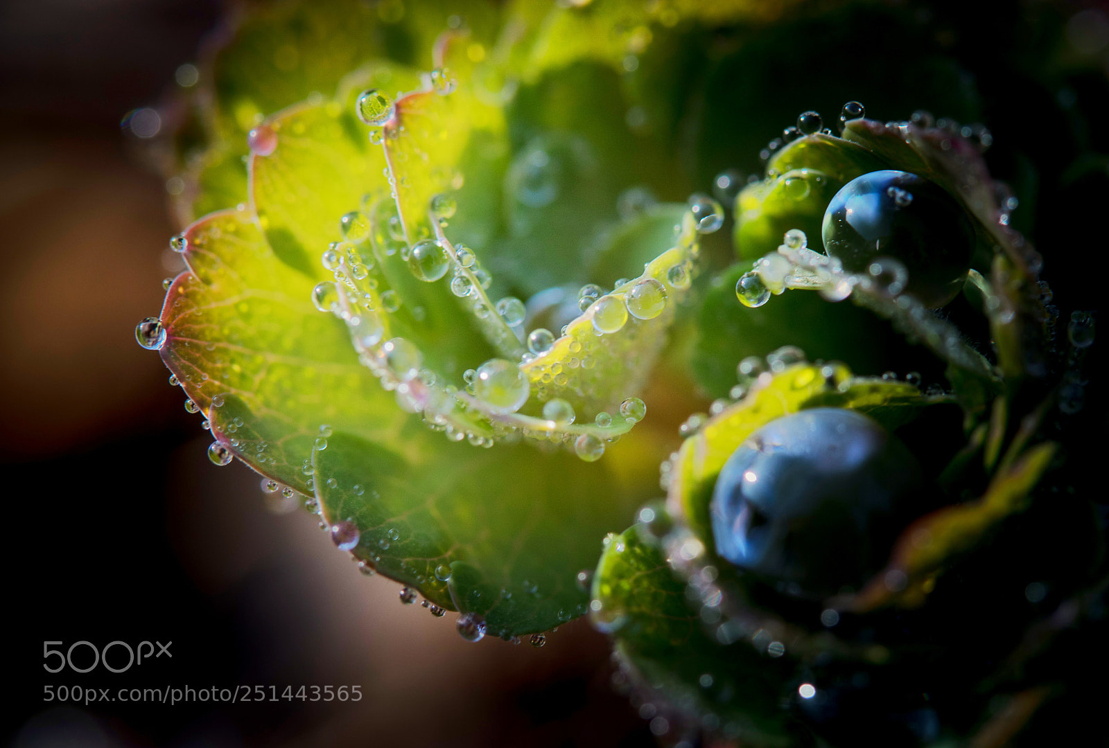 Canon EOS 5D Mark IV sample photo. Macro - fleurs givr photography