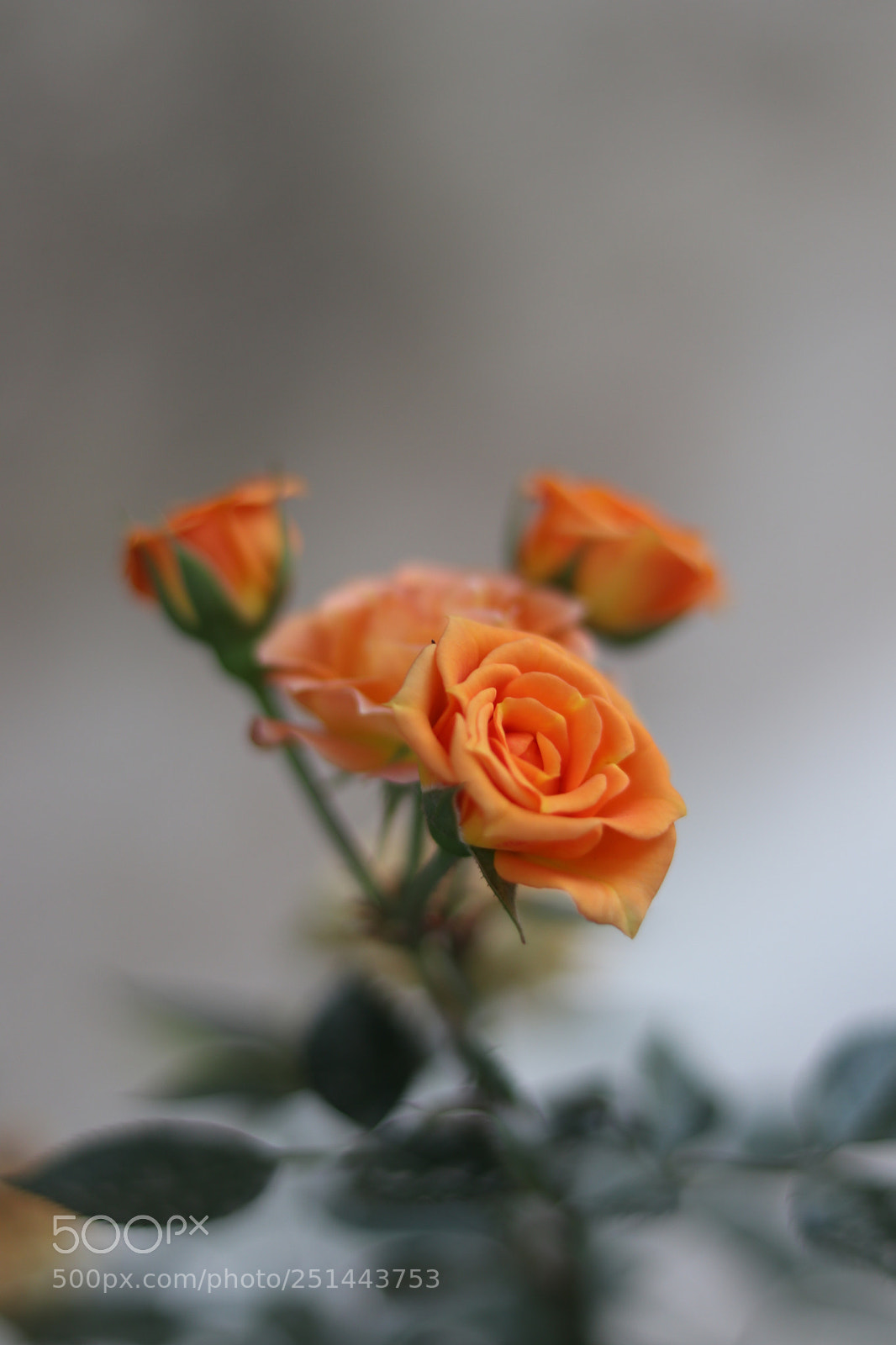 Canon EOS 80D sample photo. Rose photography