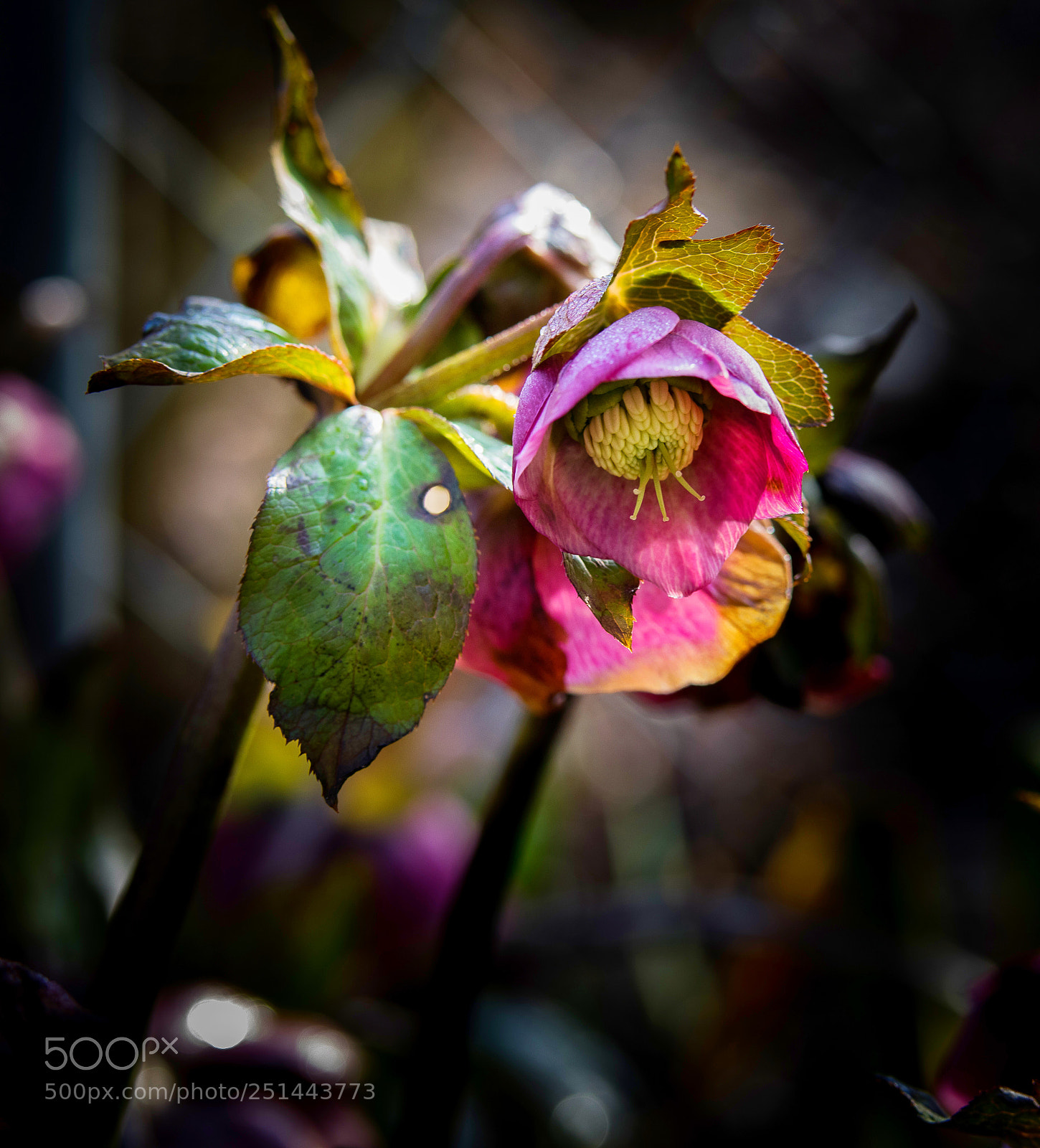Canon EOS 5D Mark IV sample photo. Macro - fleurs givr photography
