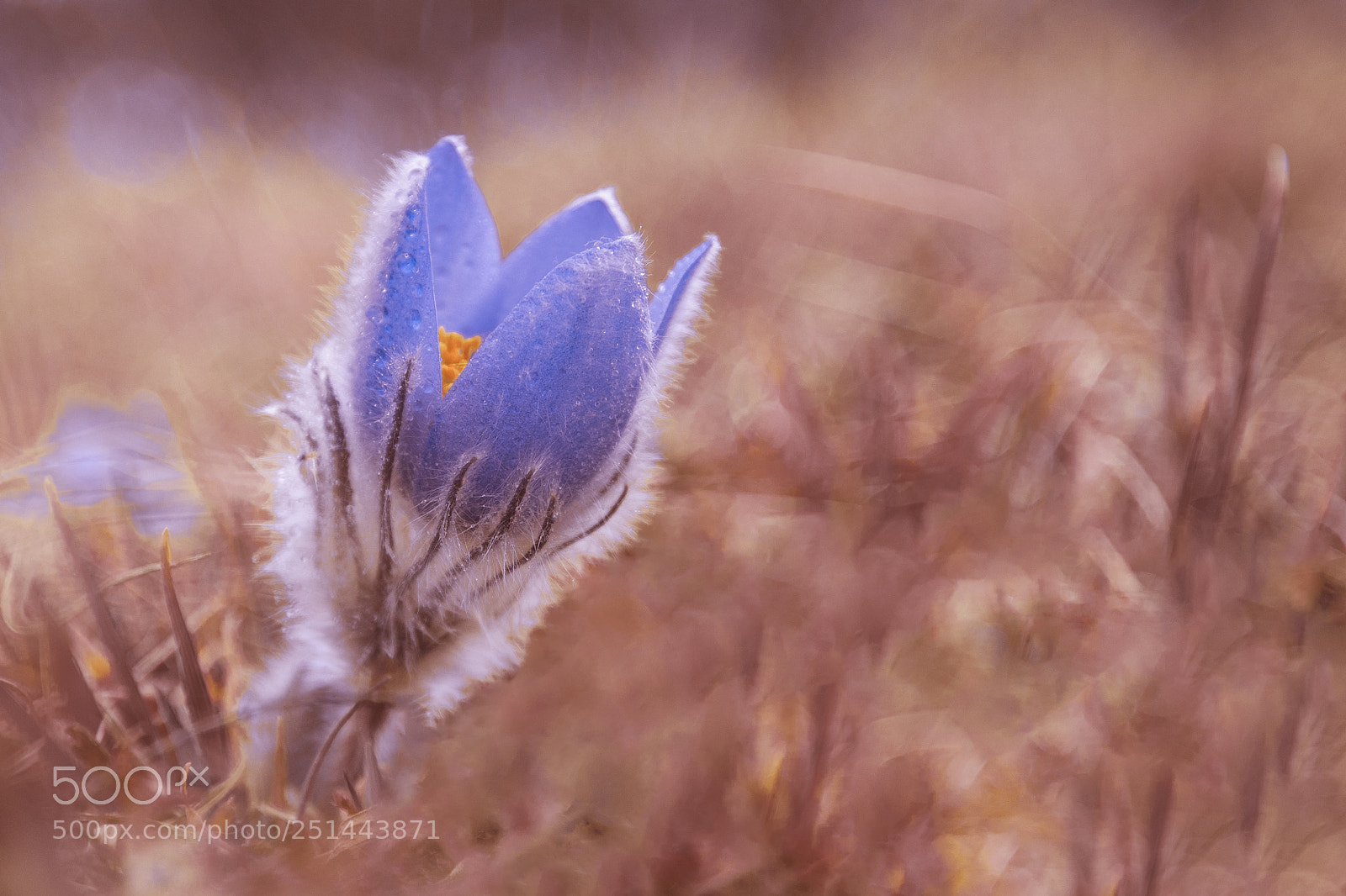 Canon EOS 80D sample photo. Pulsatilla grandis photography