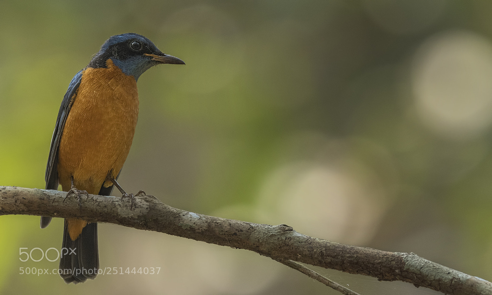 Nikon D500 sample photo. Blue capped rock thrush photography