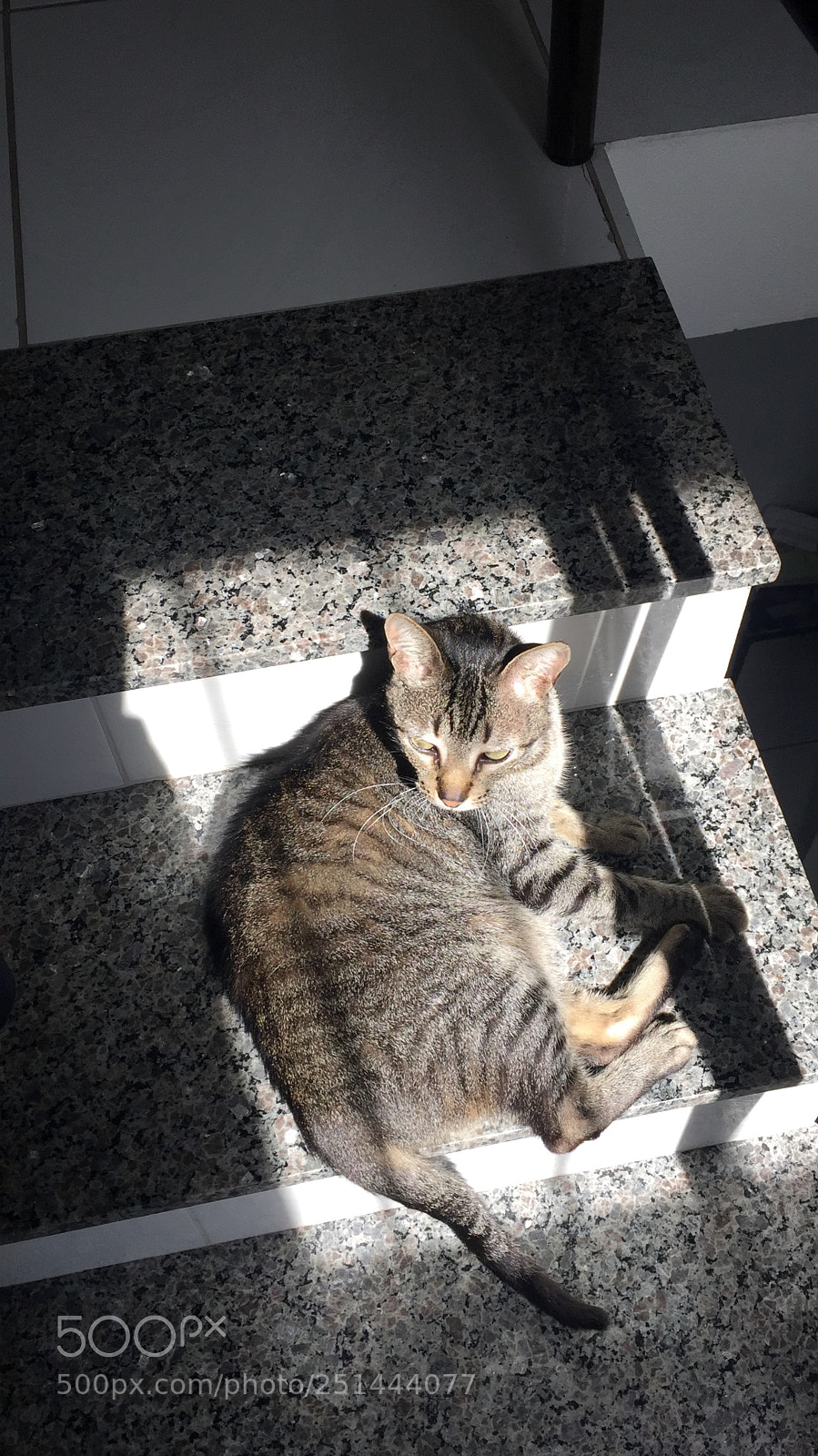 Apple iPhone 6 Plus sample photo. Img photography