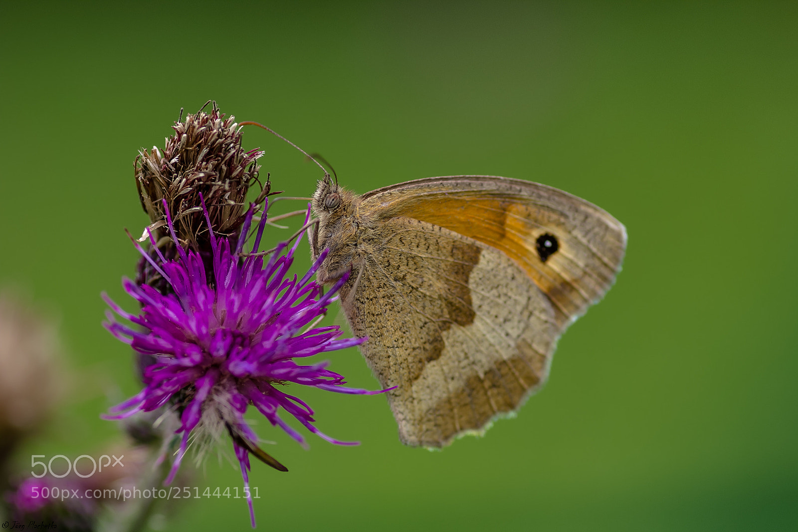 Canon EOS 60D sample photo. Schmetterling photography