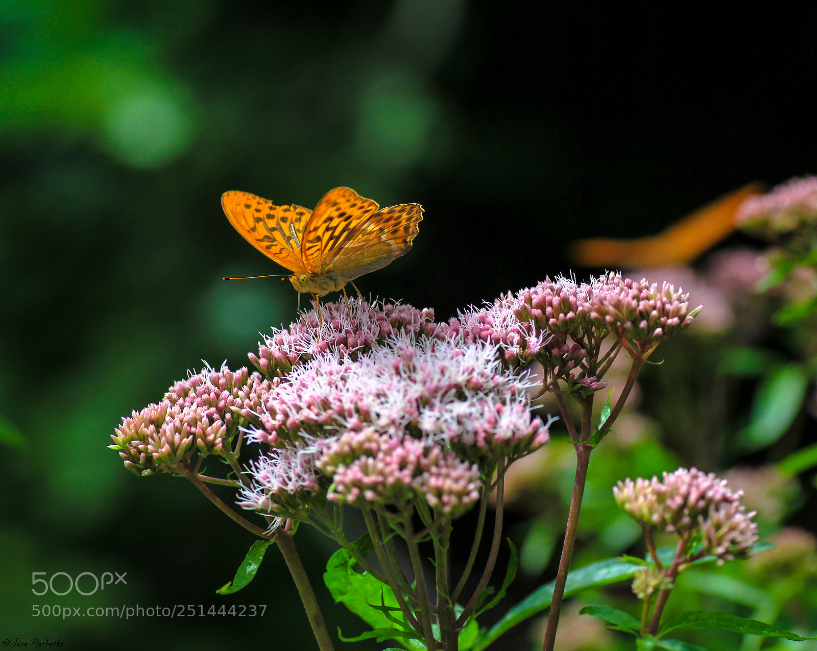 Canon EOS 60D sample photo. Schmetterling jpg (von ) photography
