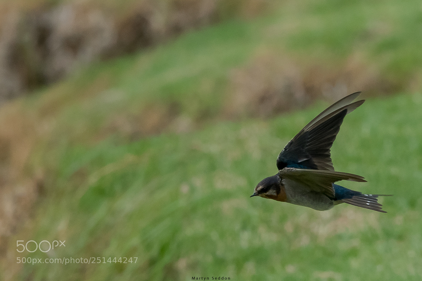 Canon EOS 7D Mark II sample photo. Swallow in flight photography