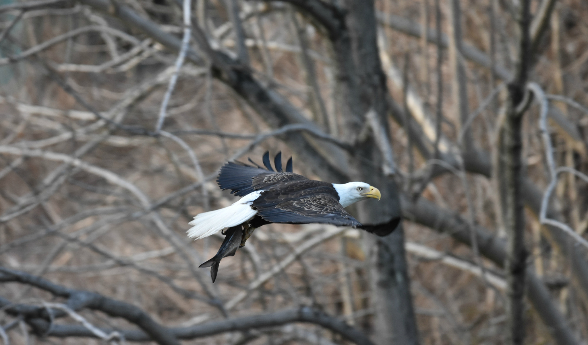 Sigma 150-600mm F5-6.3 DG OS HSM | C sample photo. The eagle eye photography