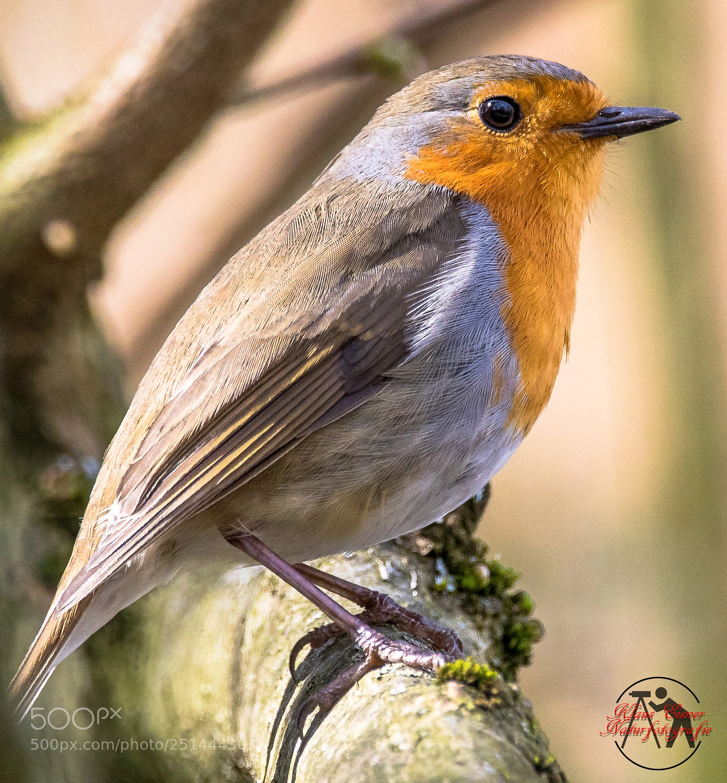 Canon EOS 5D Mark IV sample photo. Rotkehlchen european robin erithacus photography