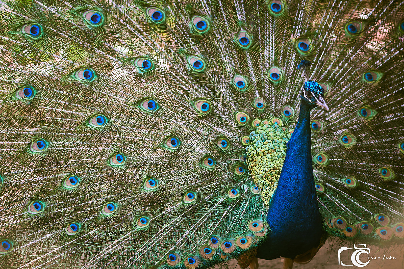 Canon EOS 700D (EOS Rebel T5i / EOS Kiss X7i) sample photo. Peacock in el salvador photography