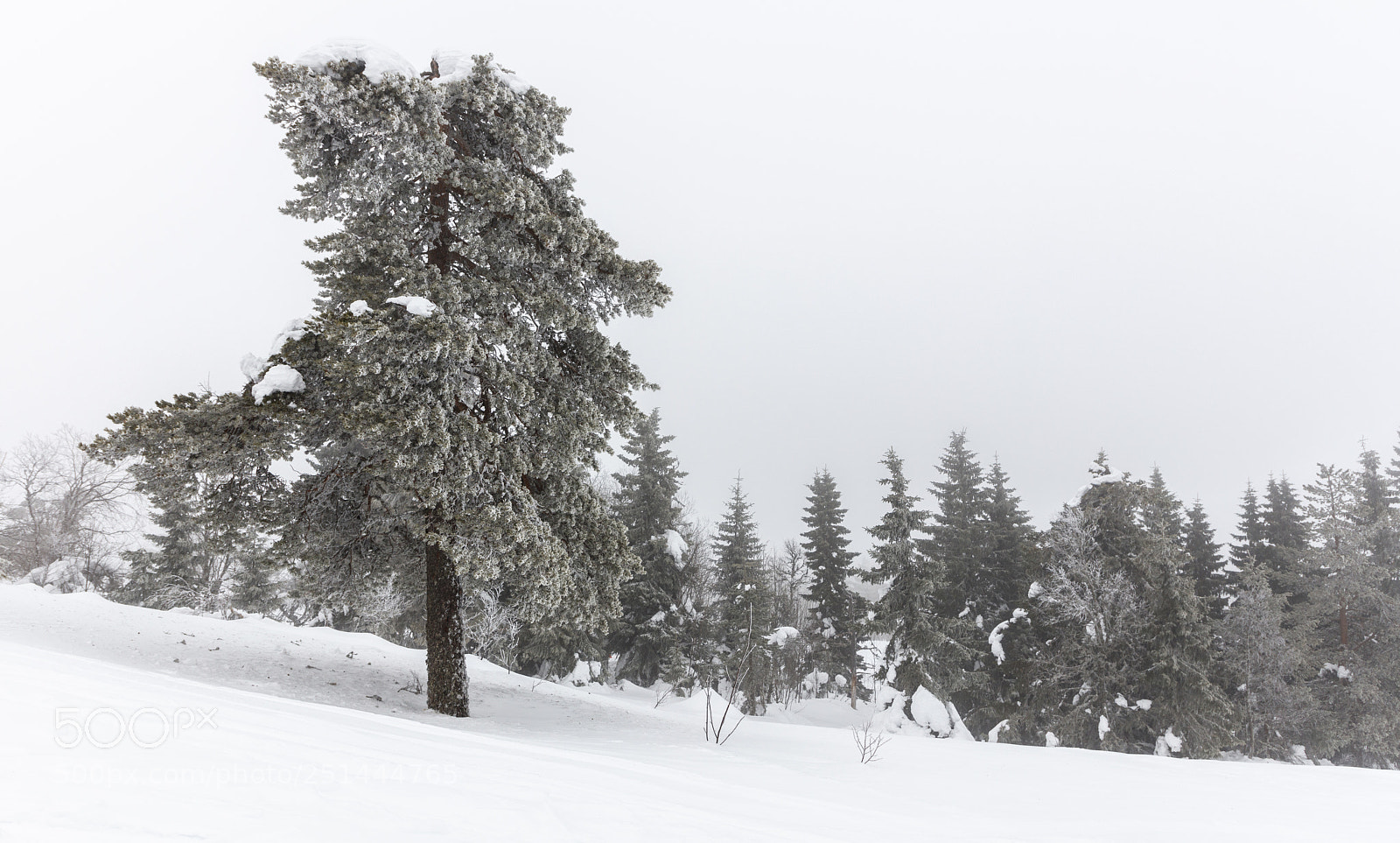 Canon EOS 5DS R sample photo. Frozen tree photography
