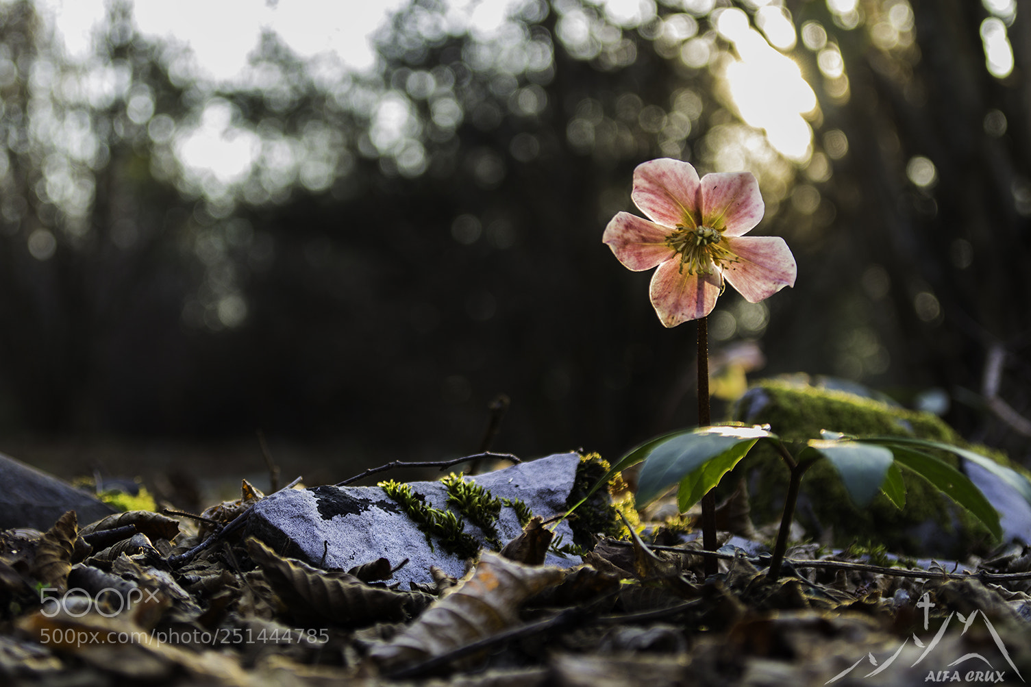 Canon EOS 700D (EOS Rebel T5i / EOS Kiss X7i) sample photo. Flower in the woods photography