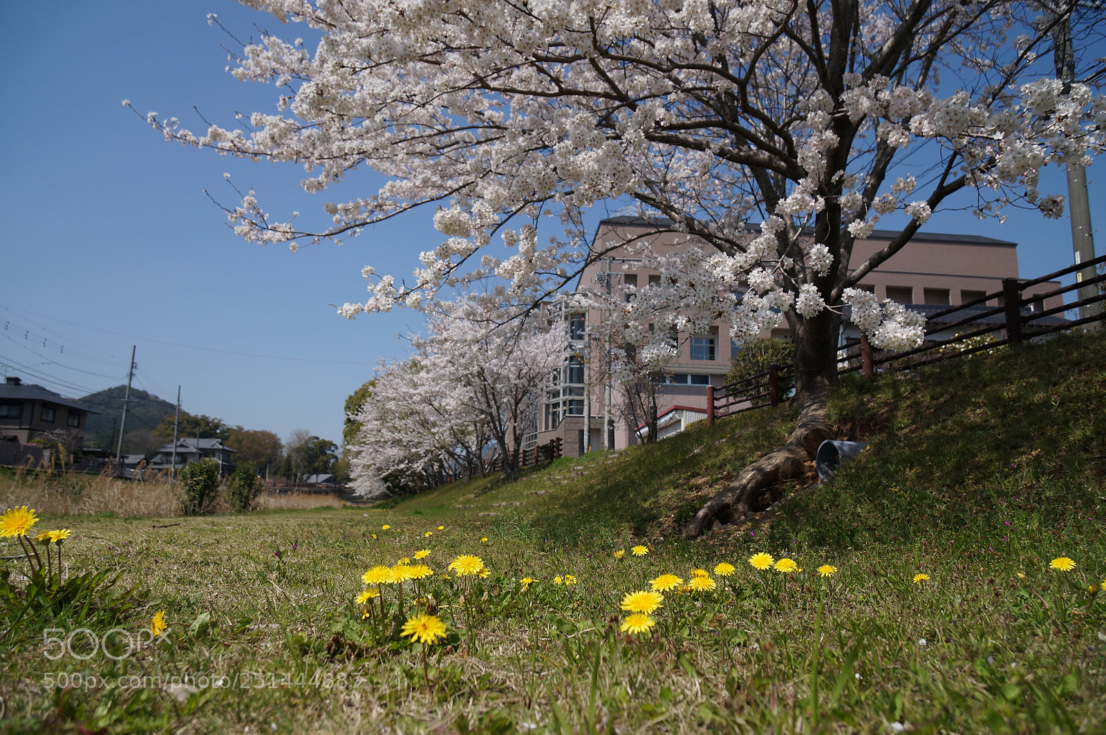Sony Alpha NEX-5T sample photo. Walk of the lunch photography