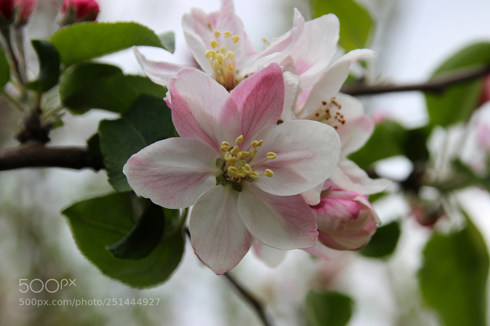 Canon EOS 600D (Rebel EOS T3i / EOS Kiss X5) sample photo. Blooming apple tree photography