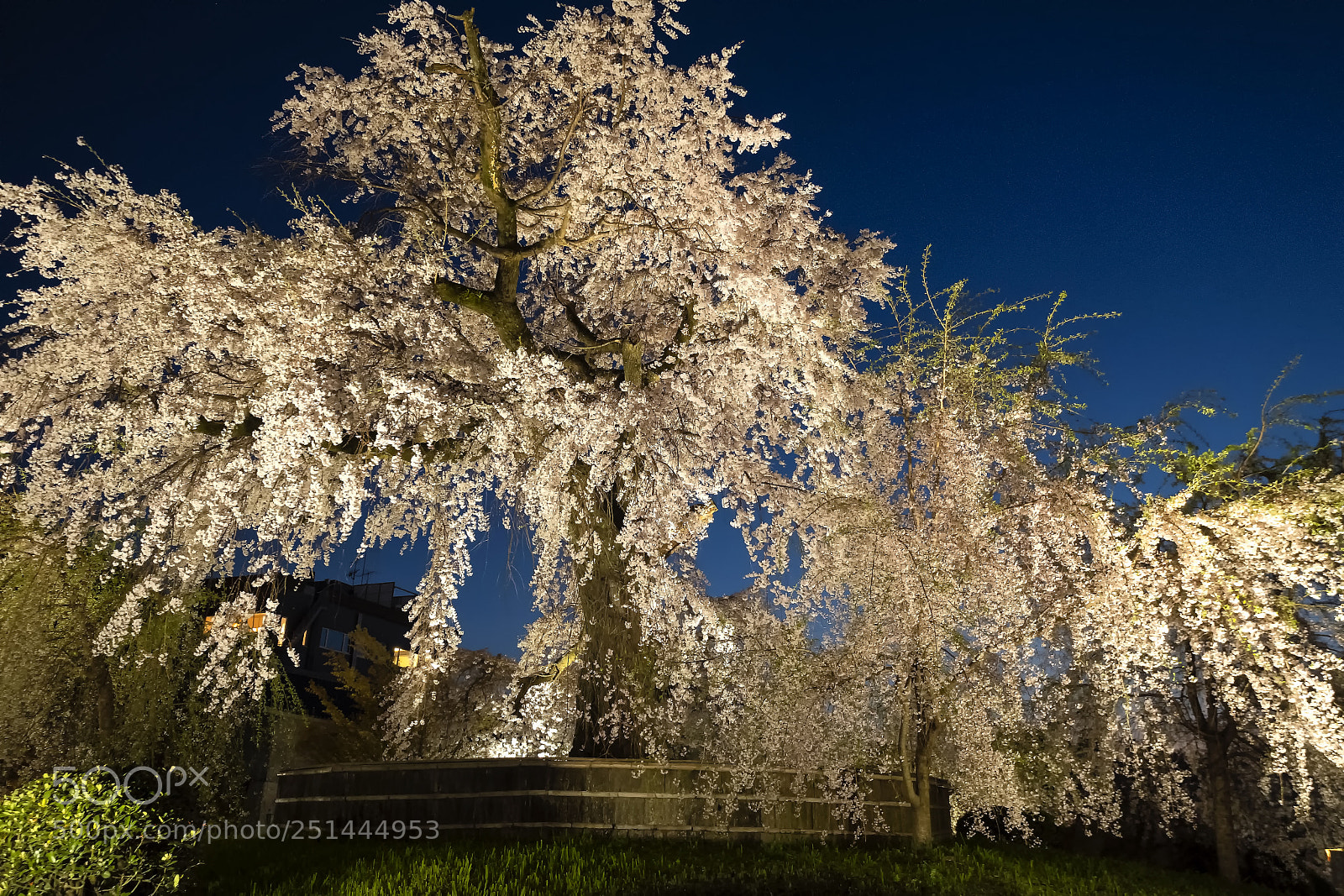 Fujifilm X-T2 sample photo. Shidarezakura in maruyamakoen photography