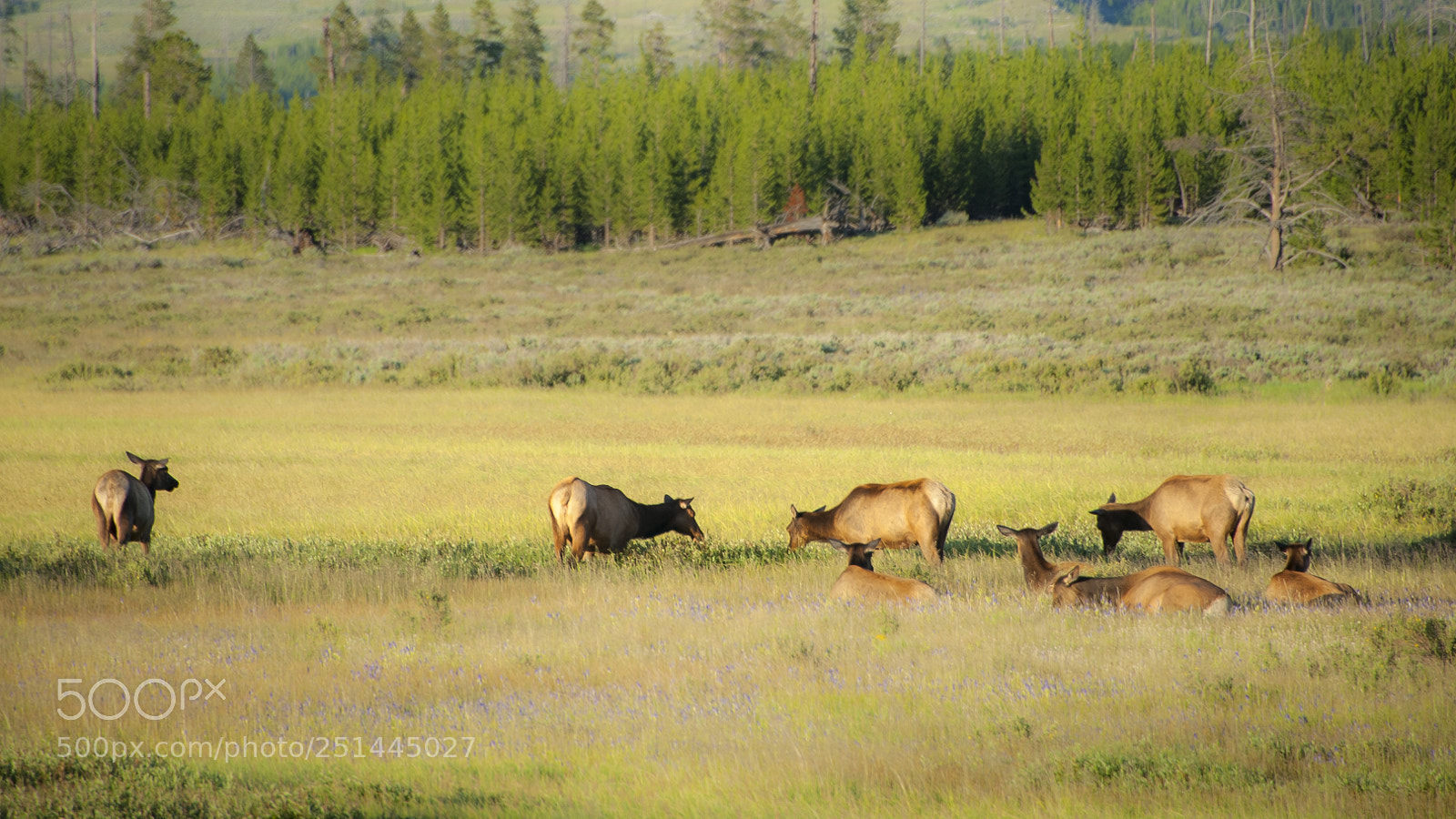 Nikon D700 sample photo. Mule deer, yellowstone national photography